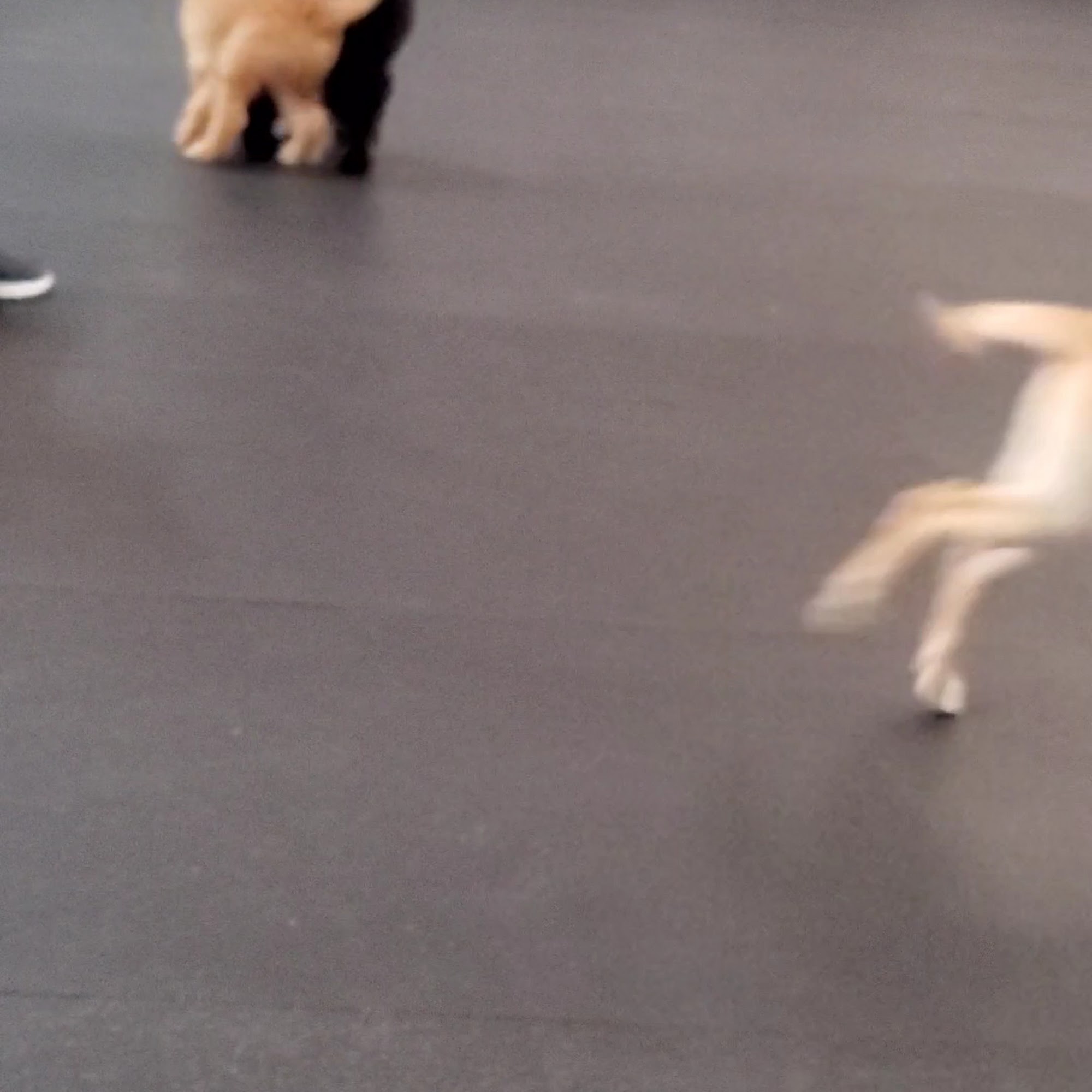 Farmington Veterinary Clinic Farmington