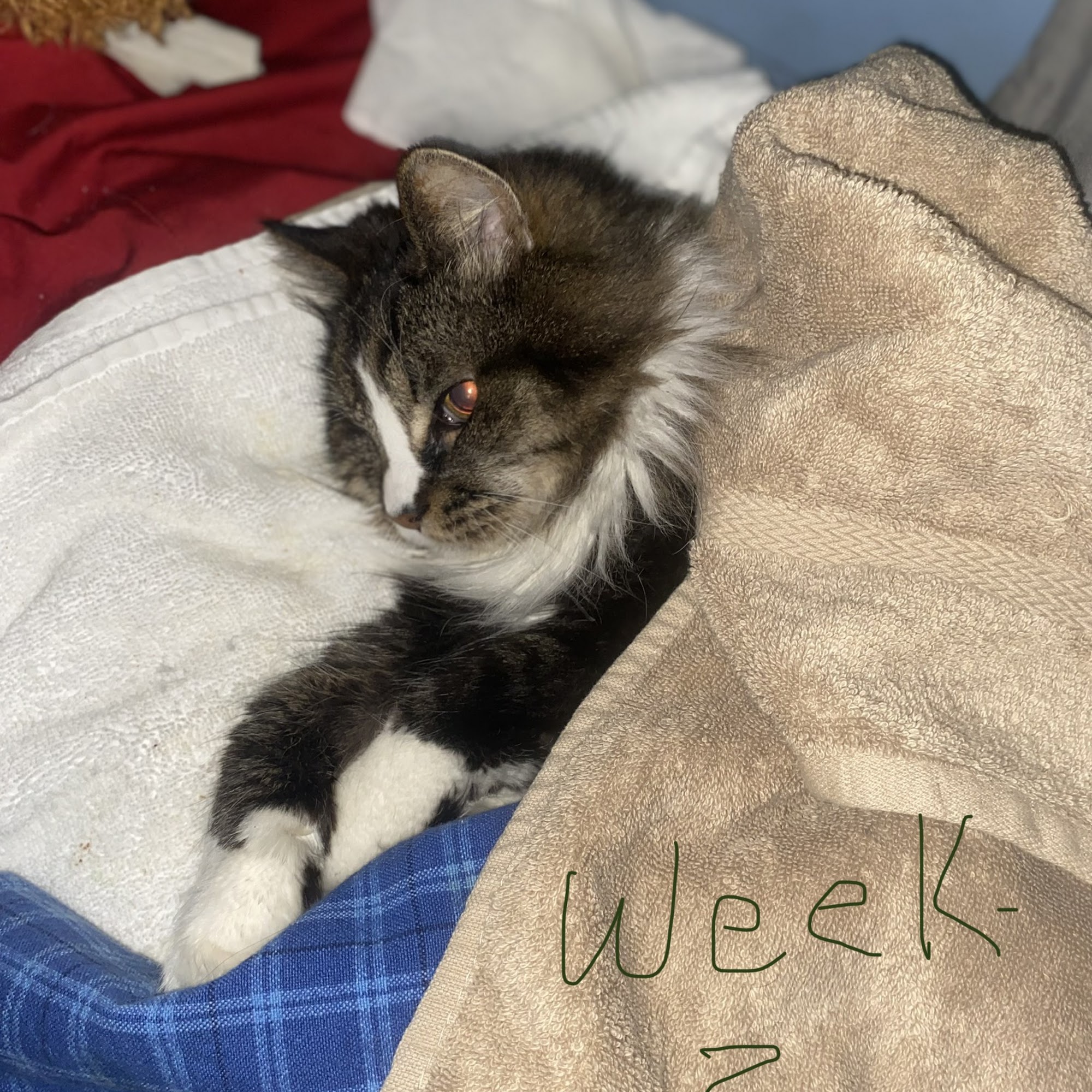 Fergus Falls Animal Care Clinic Fergus Falls