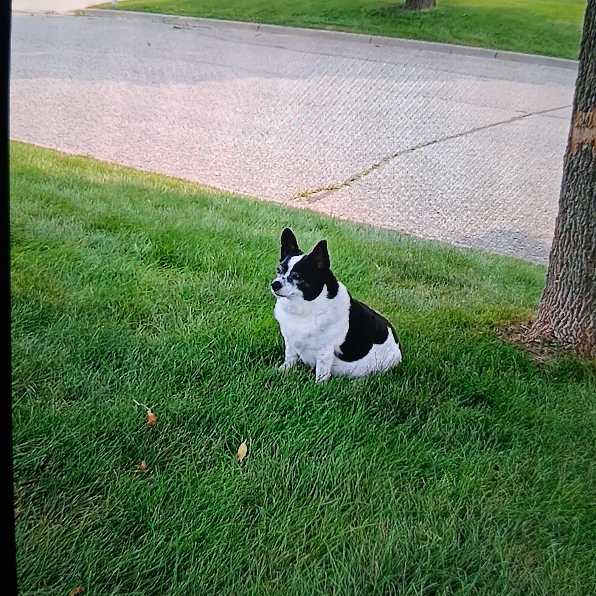 Companion Animal Hospital Fergus Falls