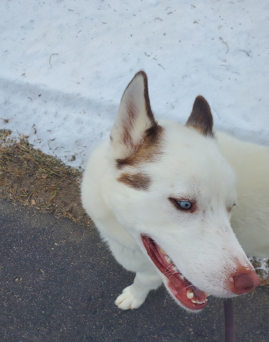 Humane Society of Otter Tail County Fergus Falls