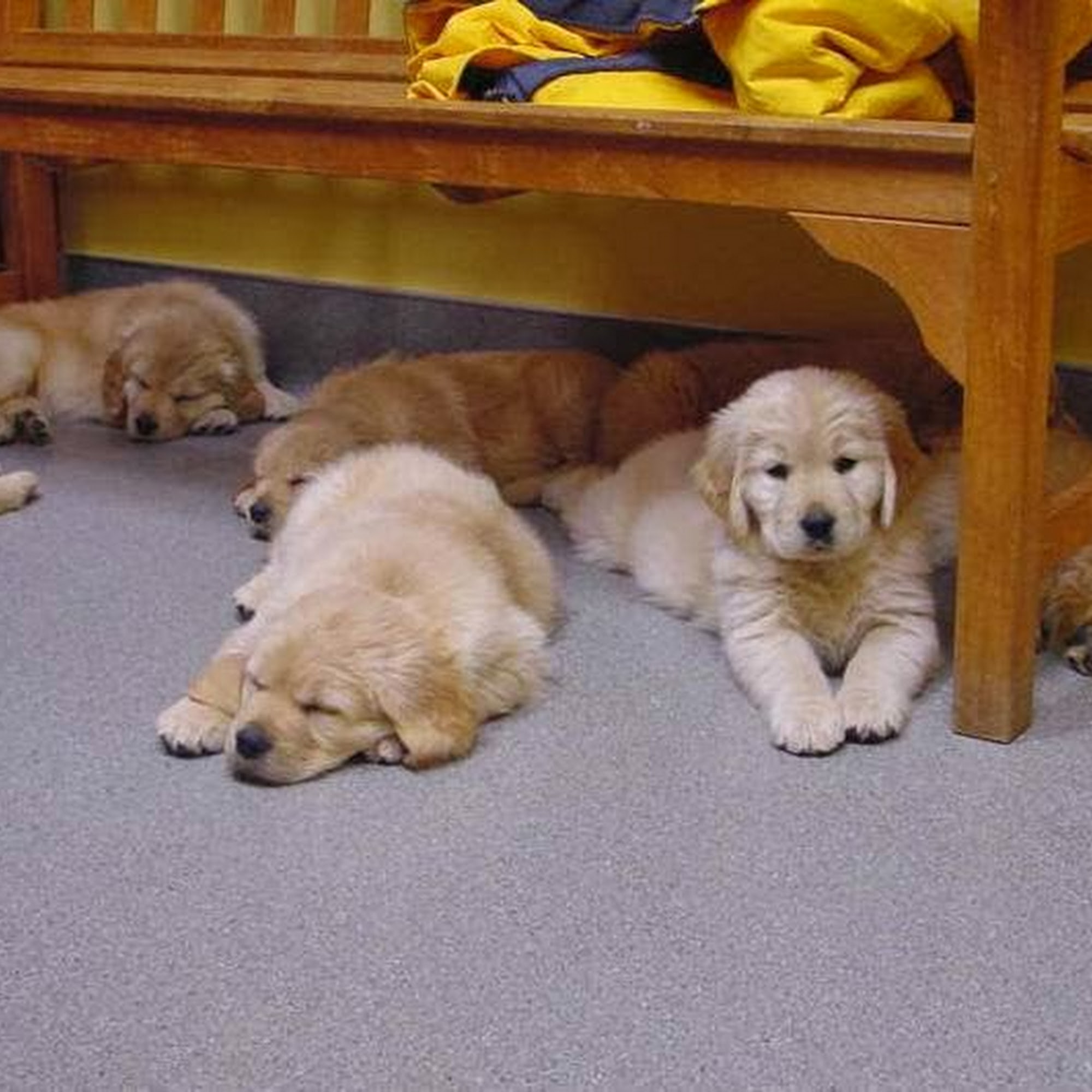 Forest Lake Veterinary Hospital Forest Lake