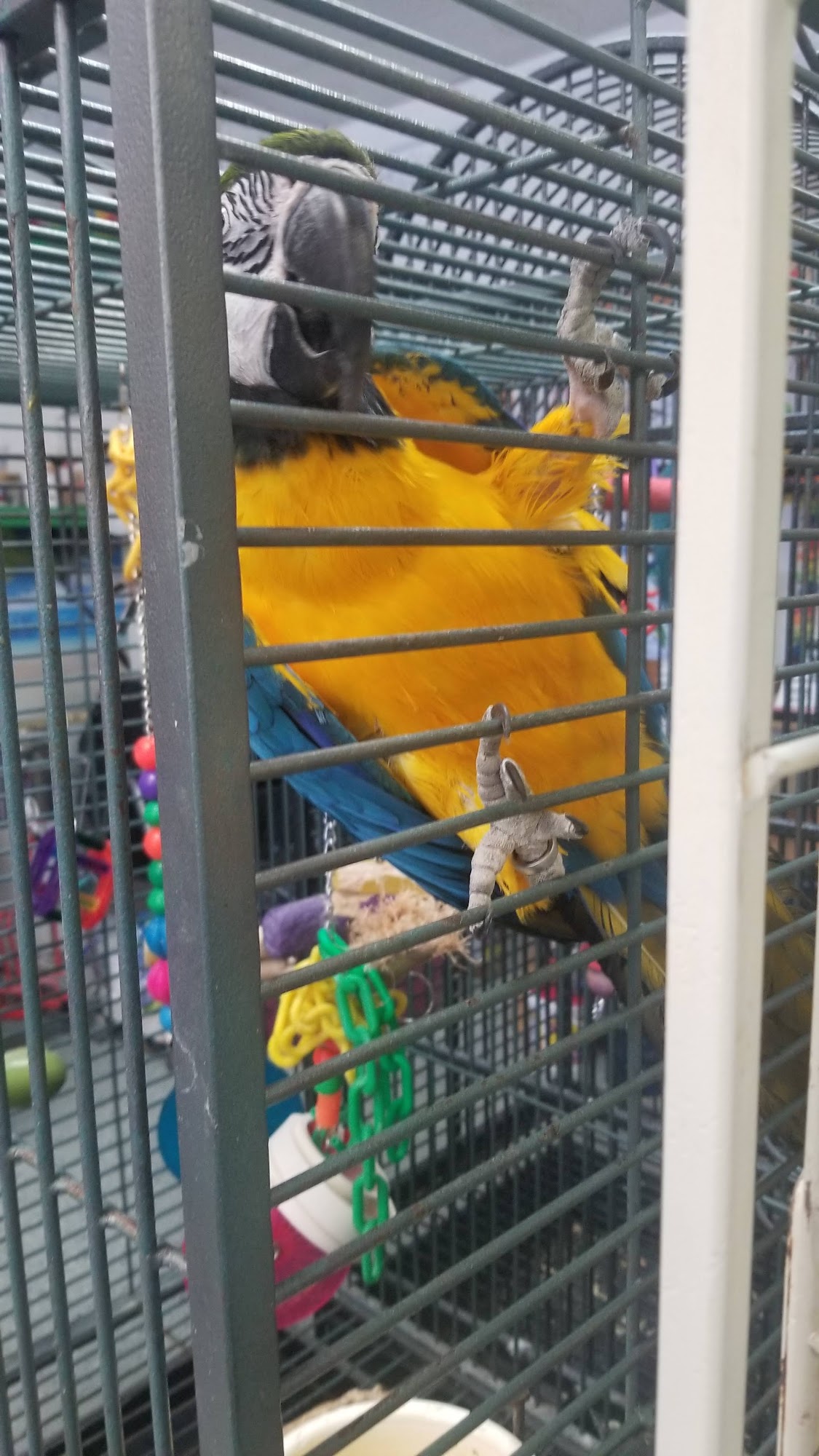 Parrot Adoption Education Program Forest Lake