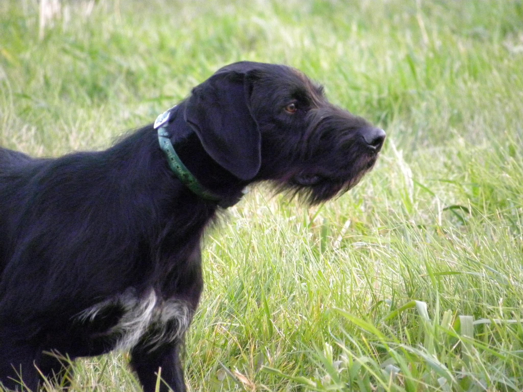 Midwest GunDog Kennels 146 150th Ave, Foreston Minnesota 56330