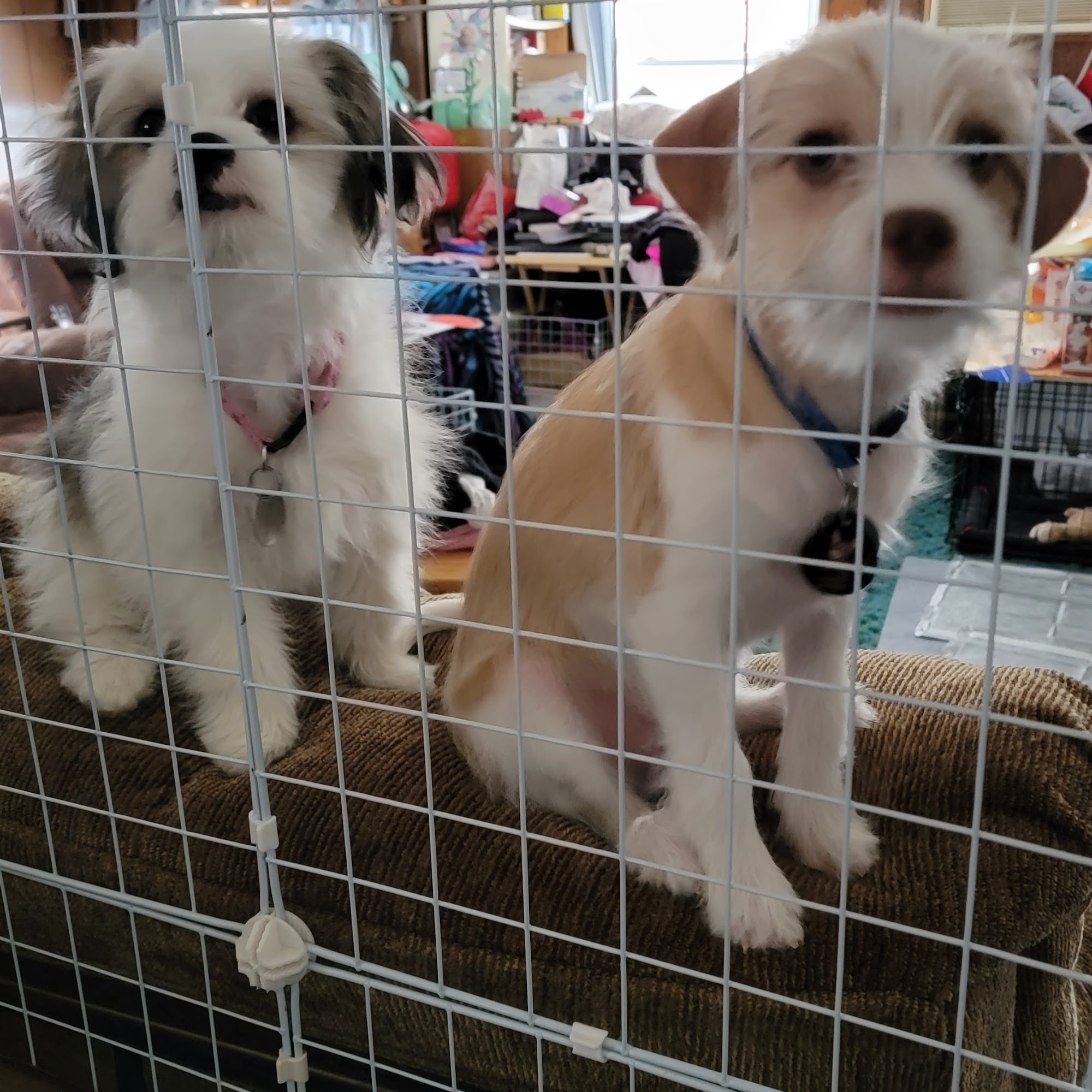 Arrowhead Animal Clinic- Dr. Paul Koskinen Grand Rapids