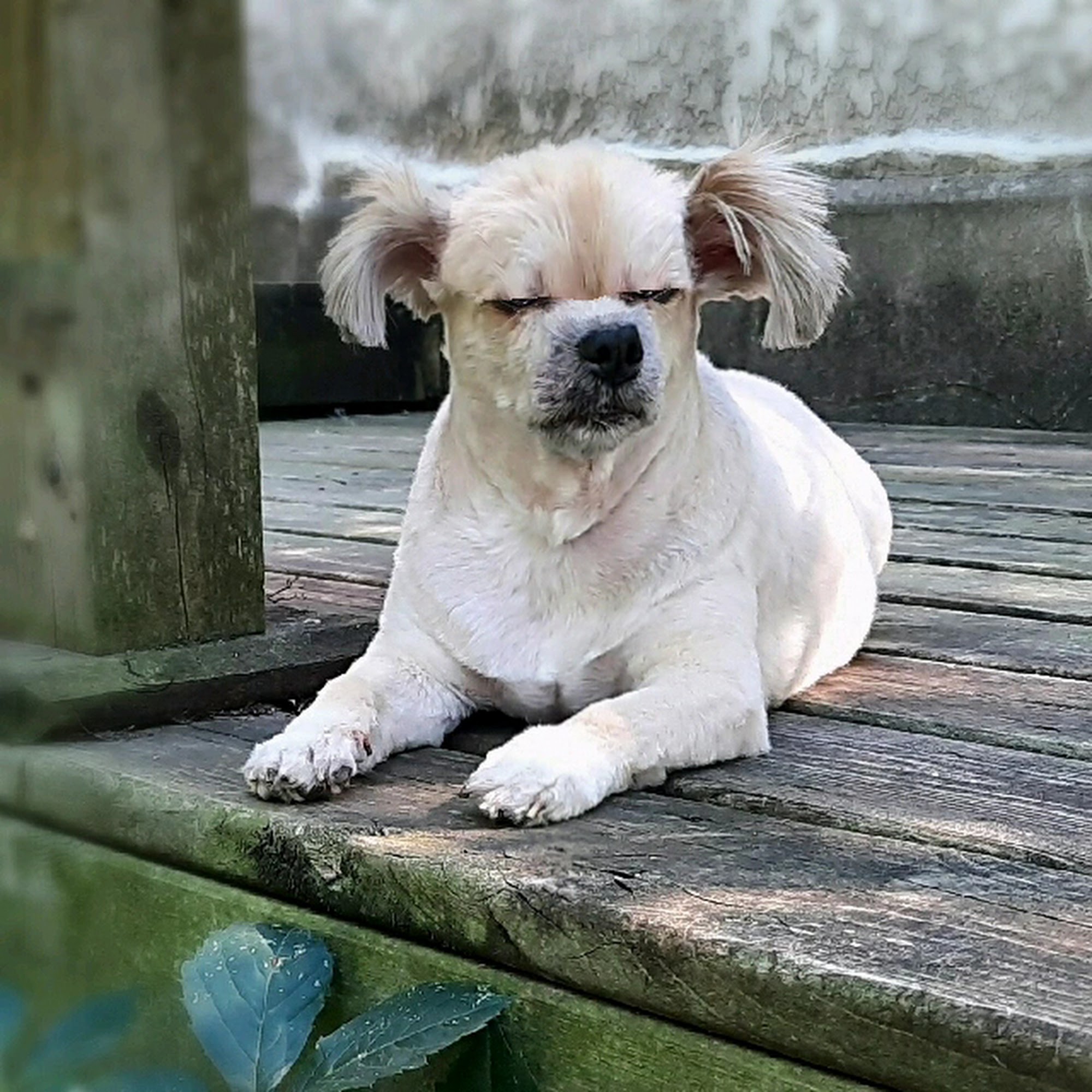 4 Paws Pet Grooming Grand Rapids