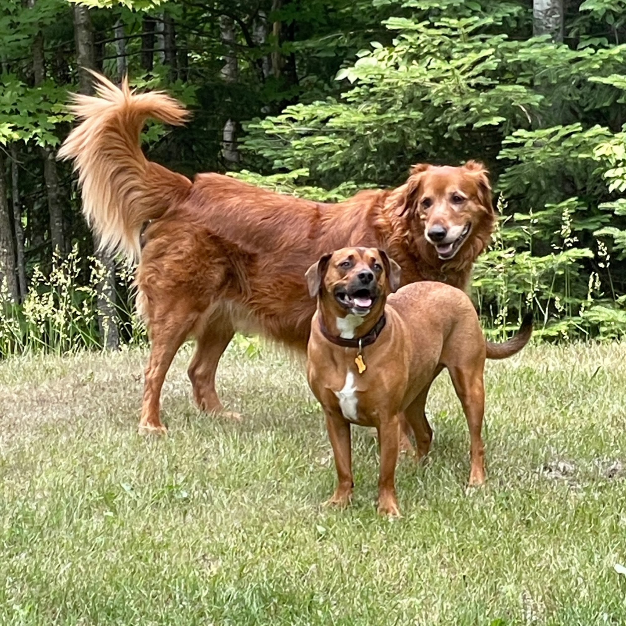 Morgan's Kennel Grand Rapids