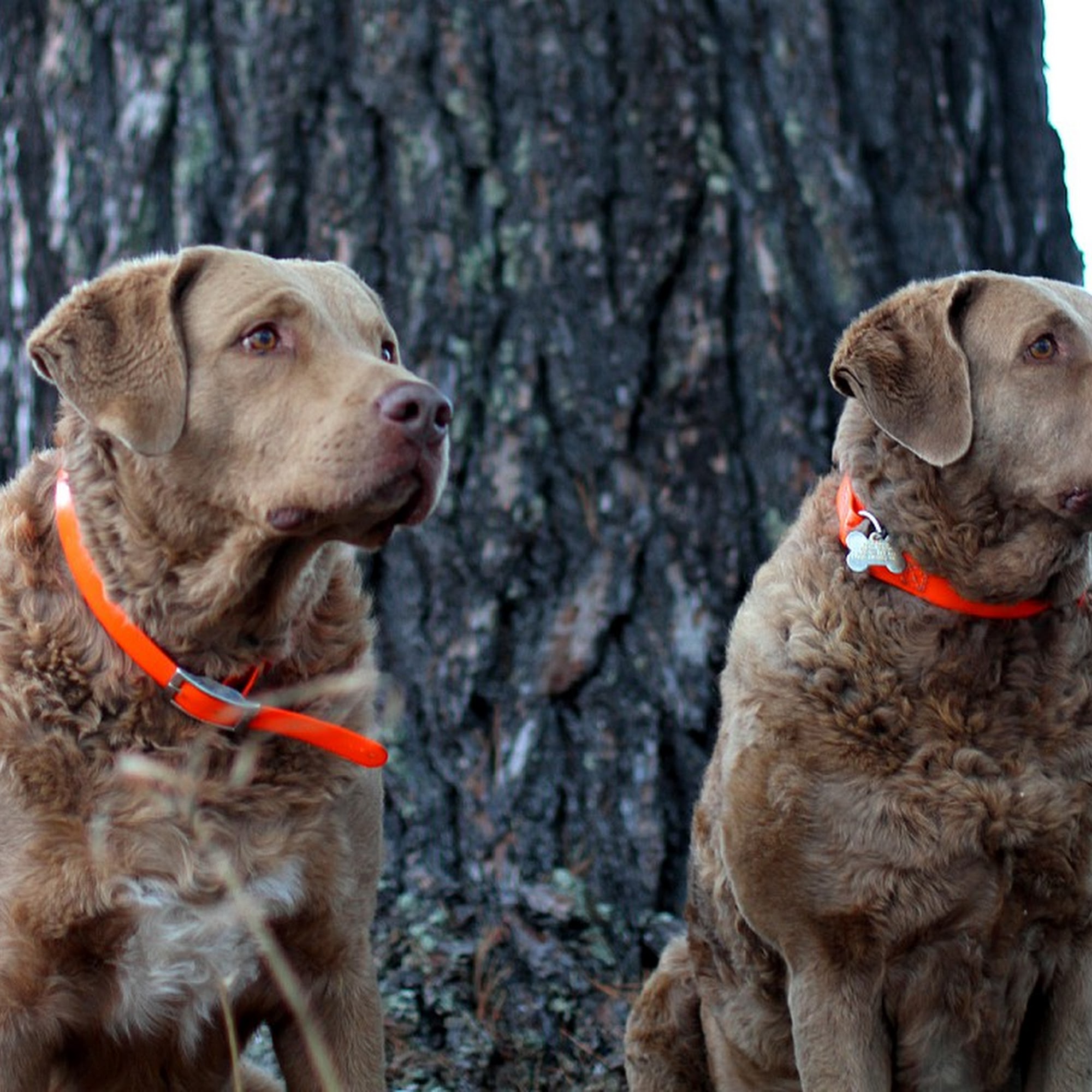 Itasca Dog Lodge Grand Rapids