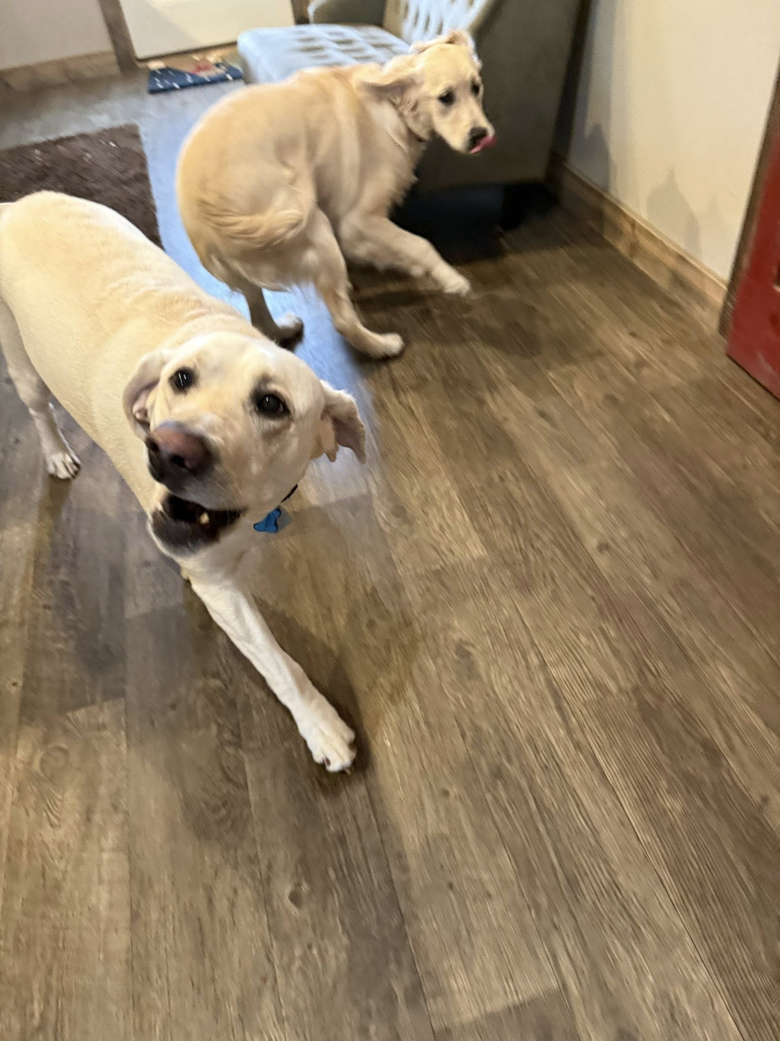 Itasca Dog Lodge Grand Rapids