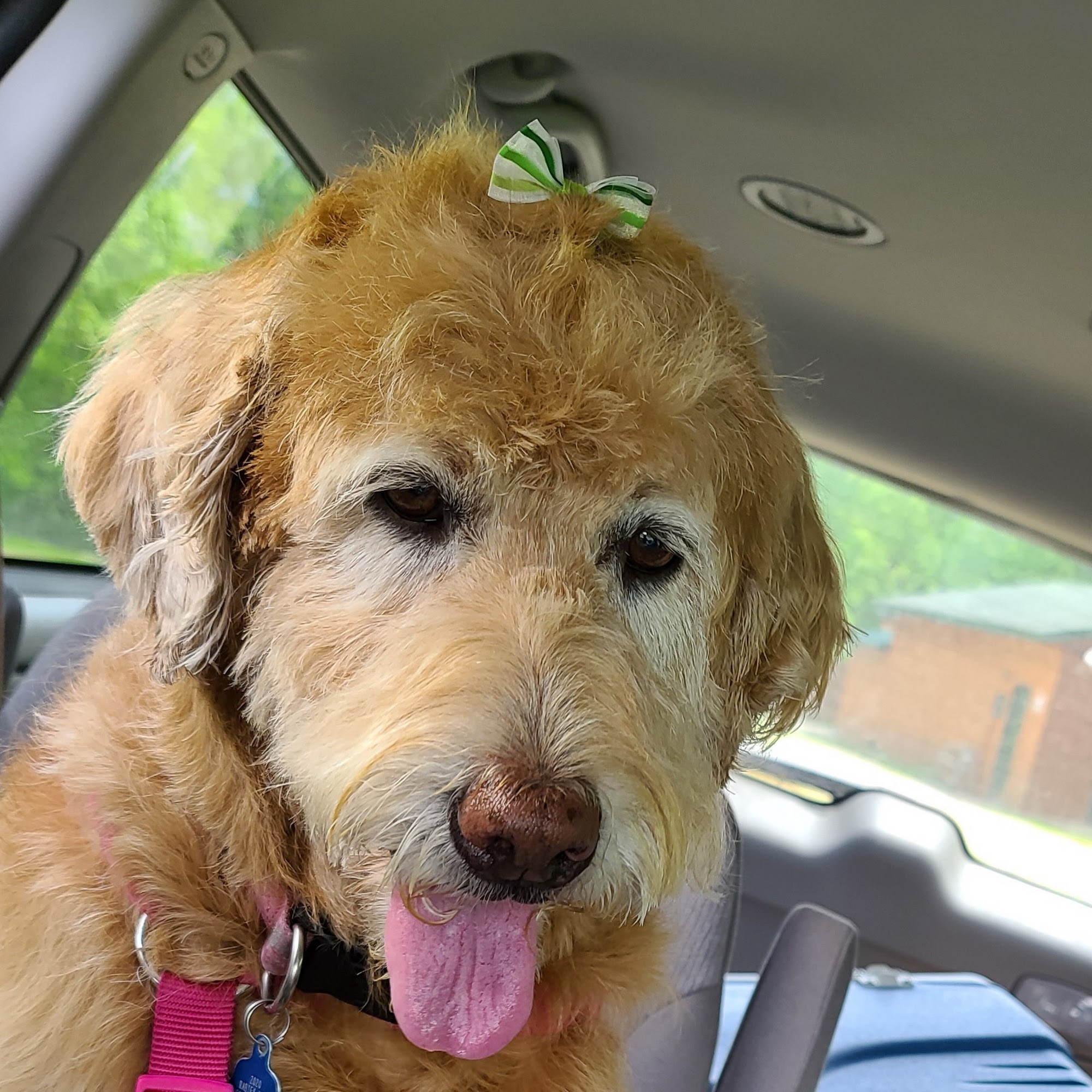 River Road Pet Grooming