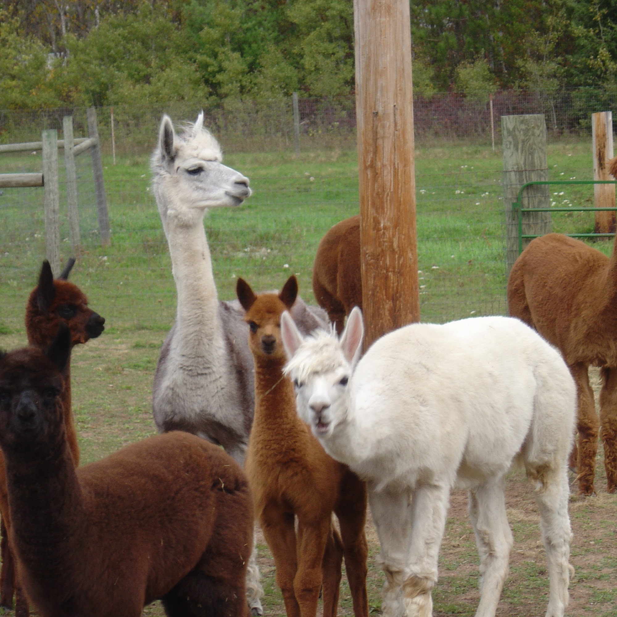Sunrise River Alpacas Harris
