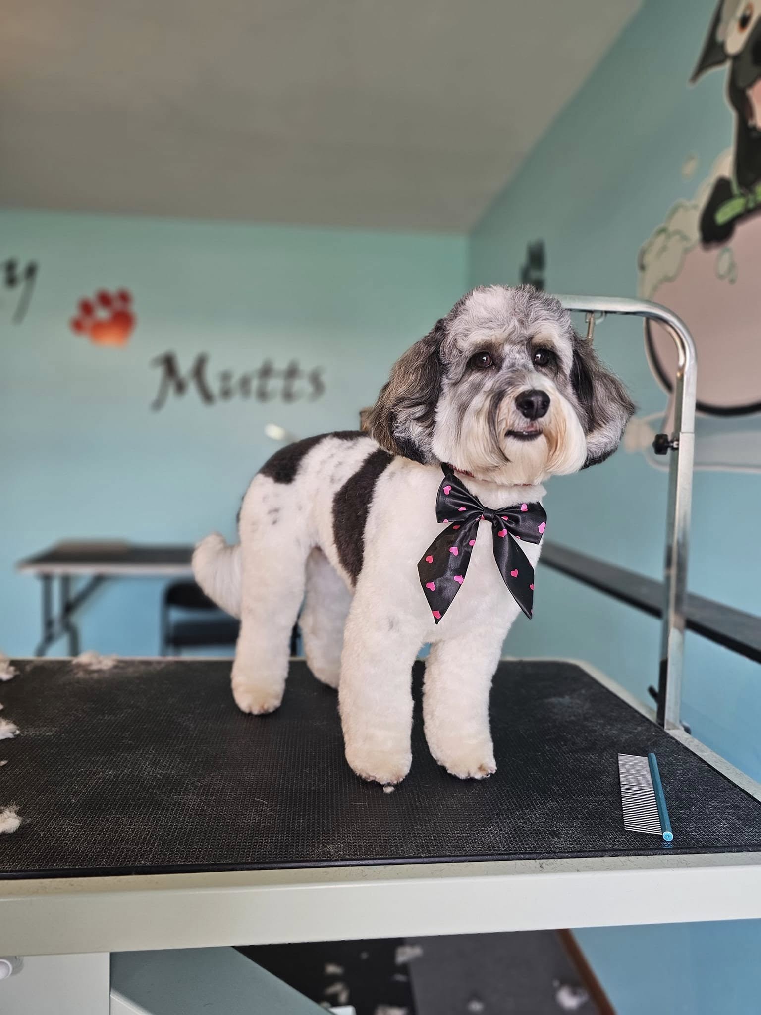 Muddy-Mutts Grooming, LLC Hastings