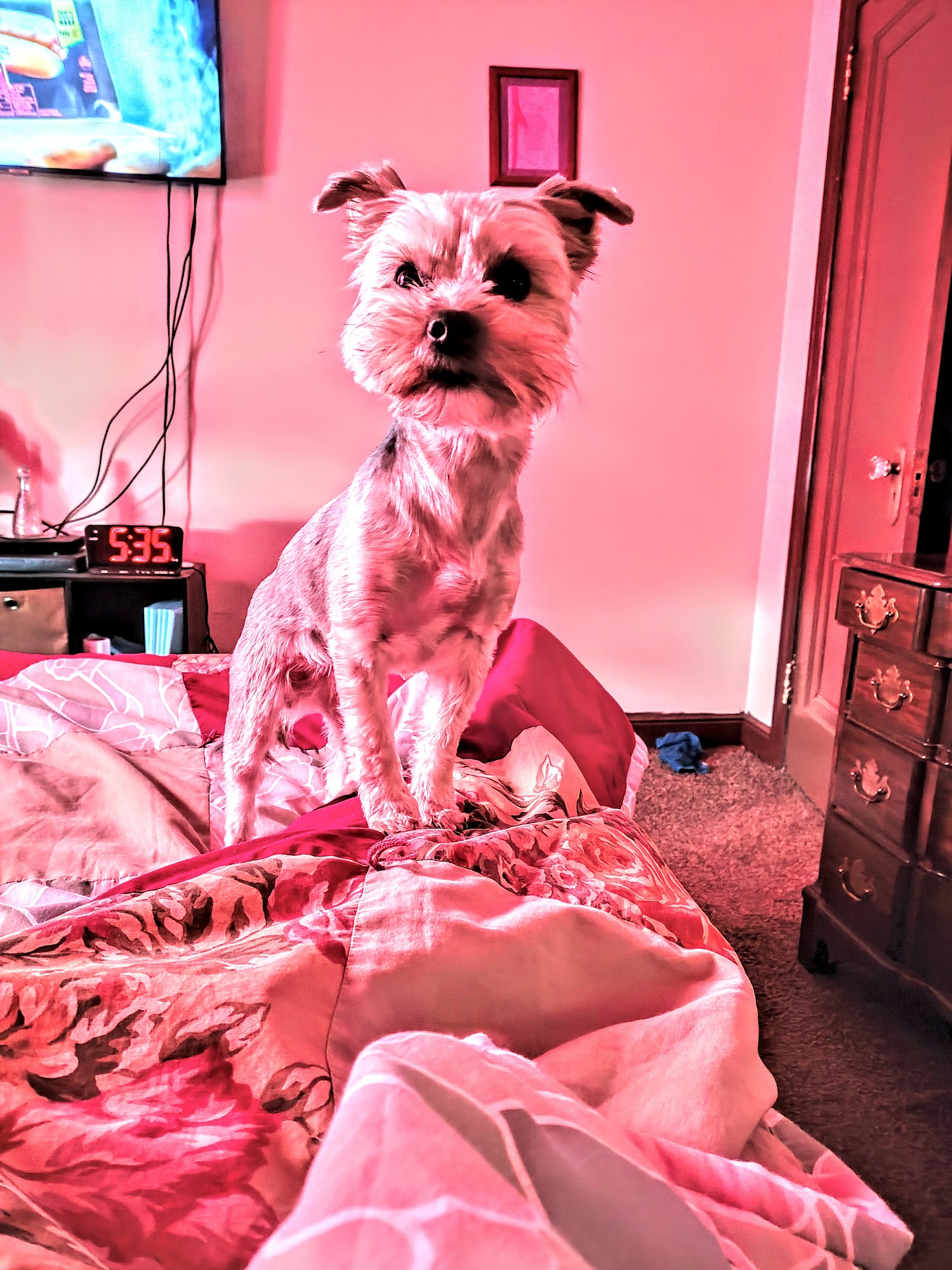 Pet Hollywood Hibbing