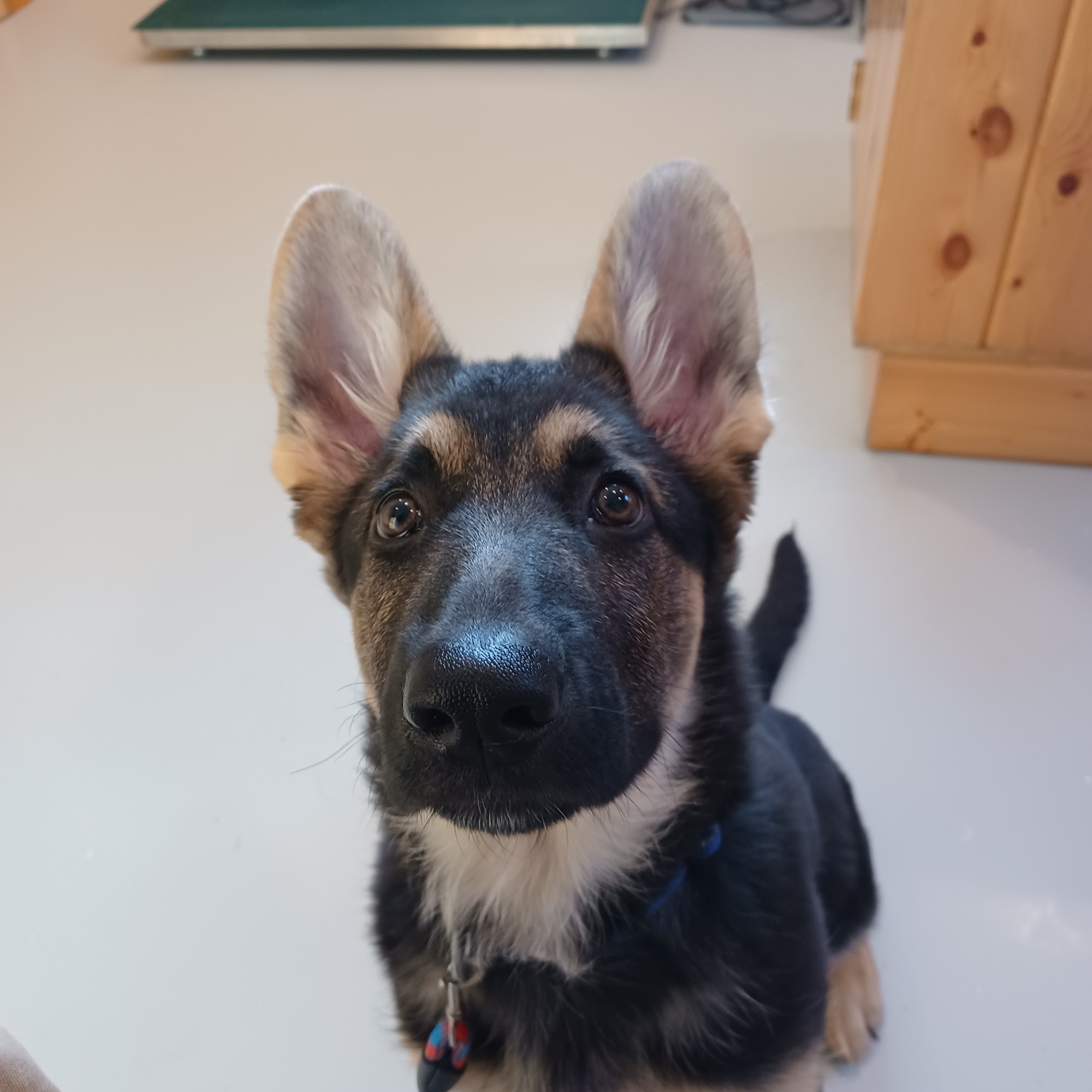 Animal Care Clinic of Hibbing Hibbing