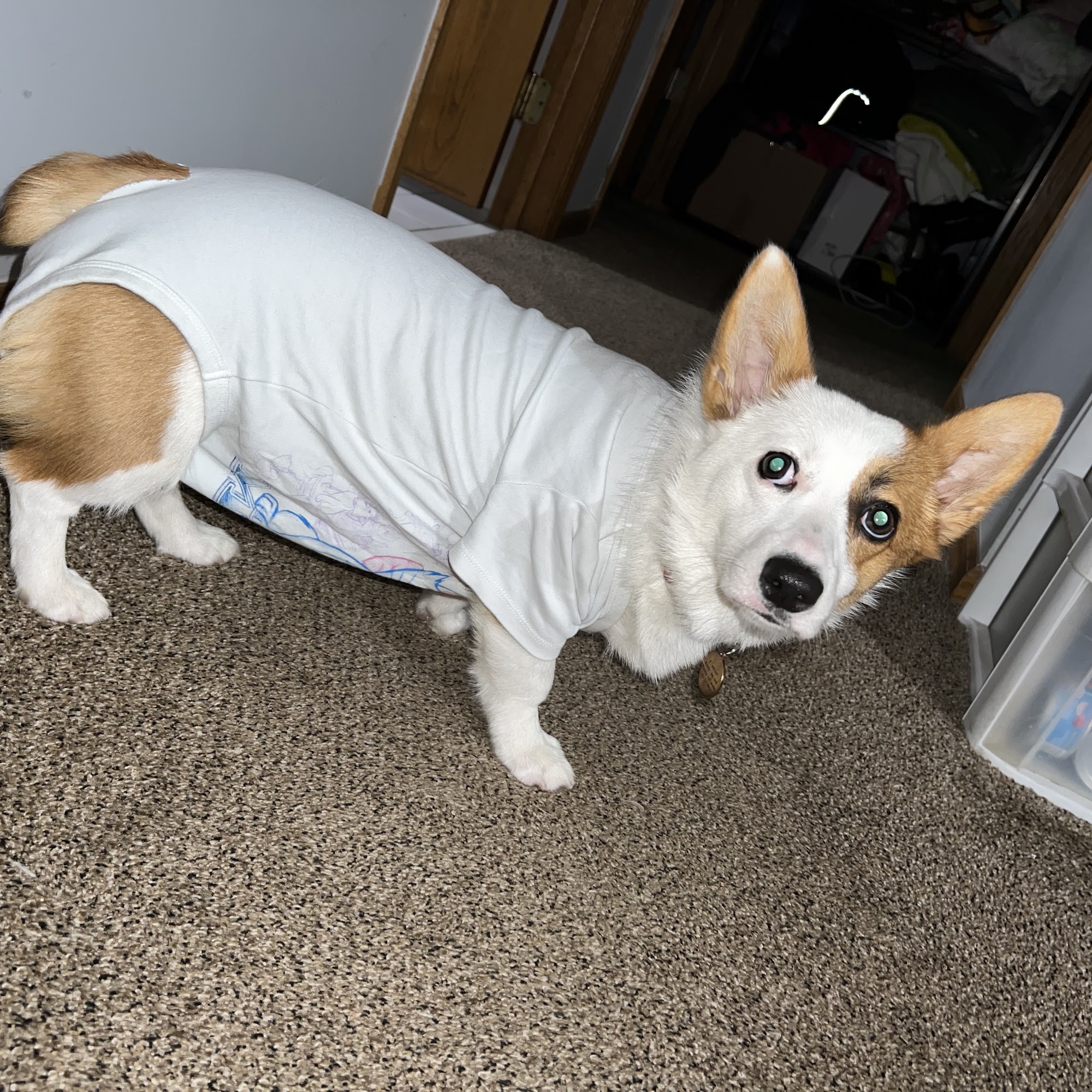 Woods Edge Veterinary Clinic Hinckley