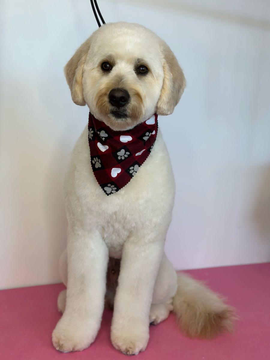 Zoom Groom LLC Hopkins