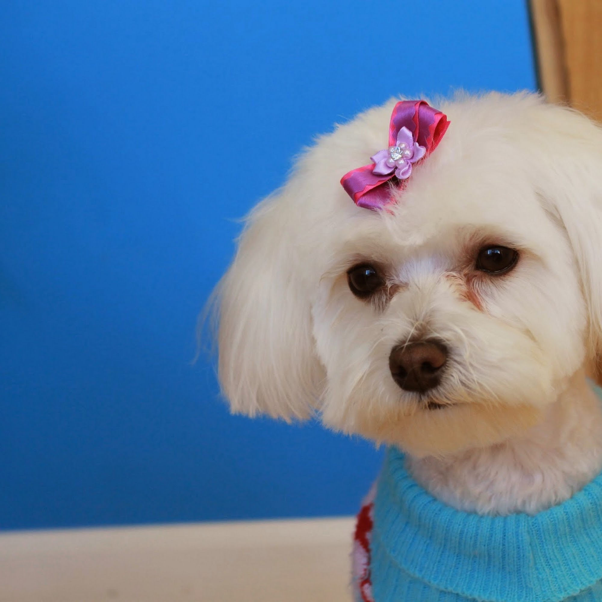 Zoom Groom LLC Hopkins