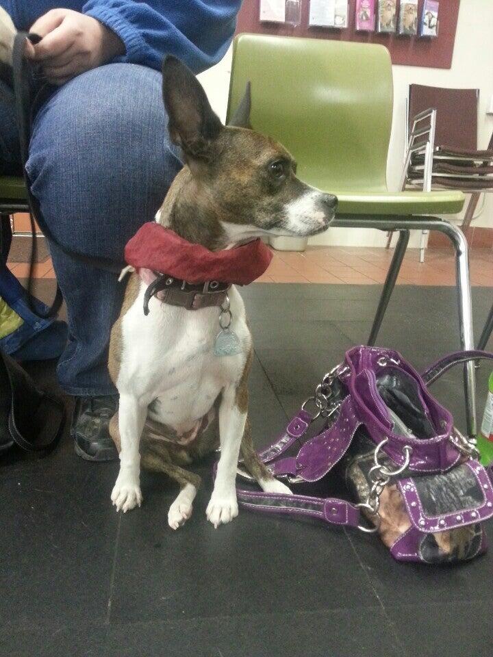 Total Recall School for Dogs Hugo