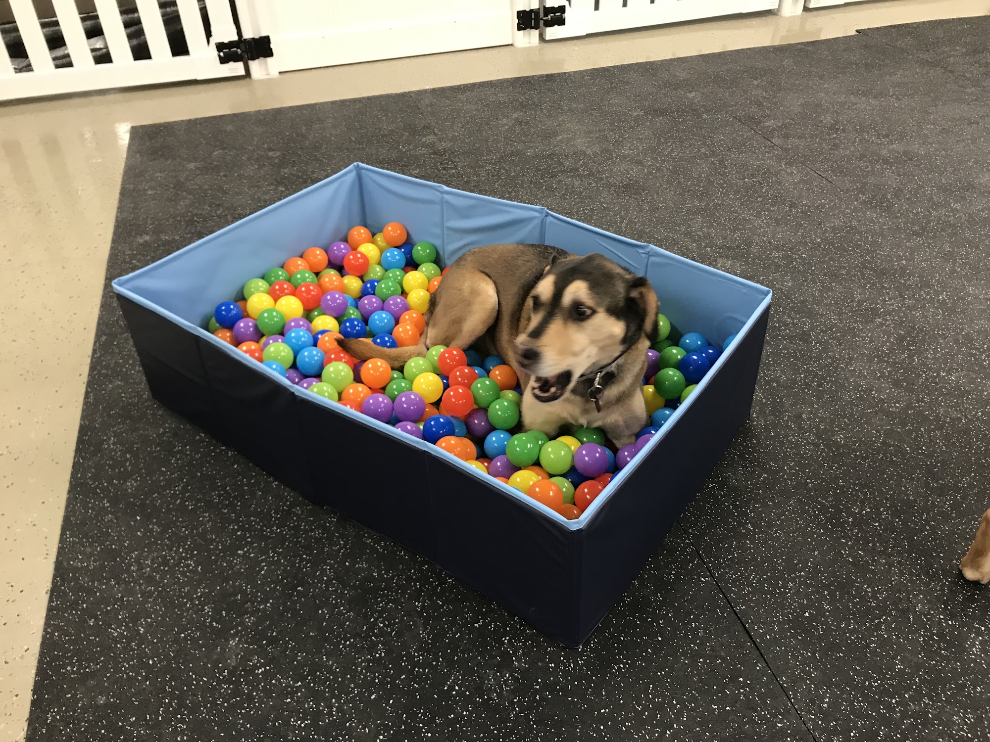 Dana's Dog Spa and Boarding LLC Hutchinson