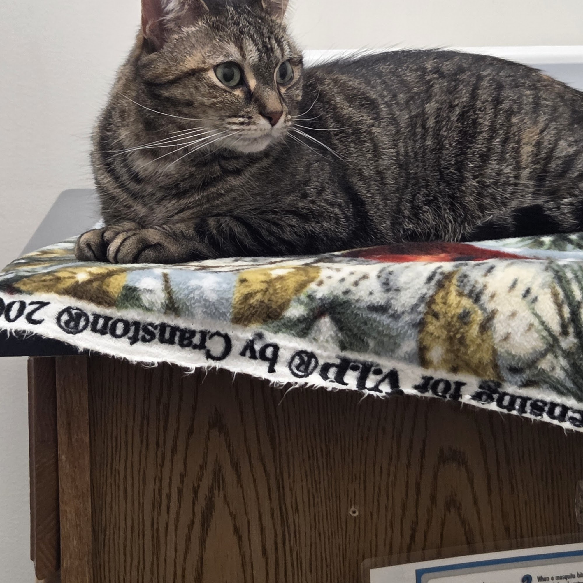 Parkview Cat Clinic Inver Grove Heights