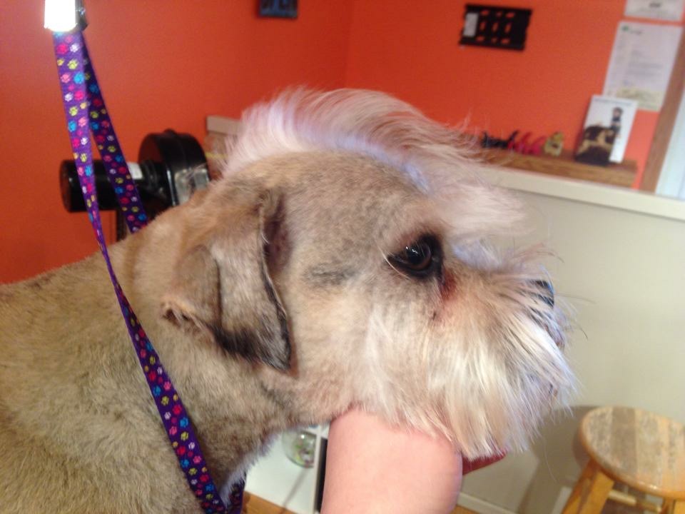 Grateful Grooming LLC Inver Grove Heights