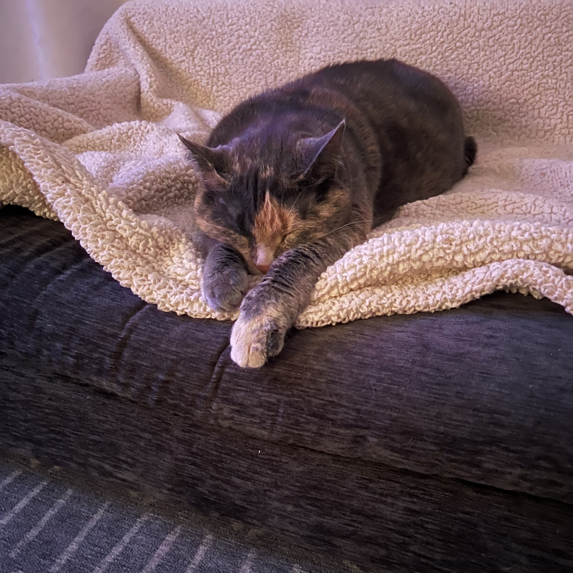 Isanti Pet Clinic Isanti