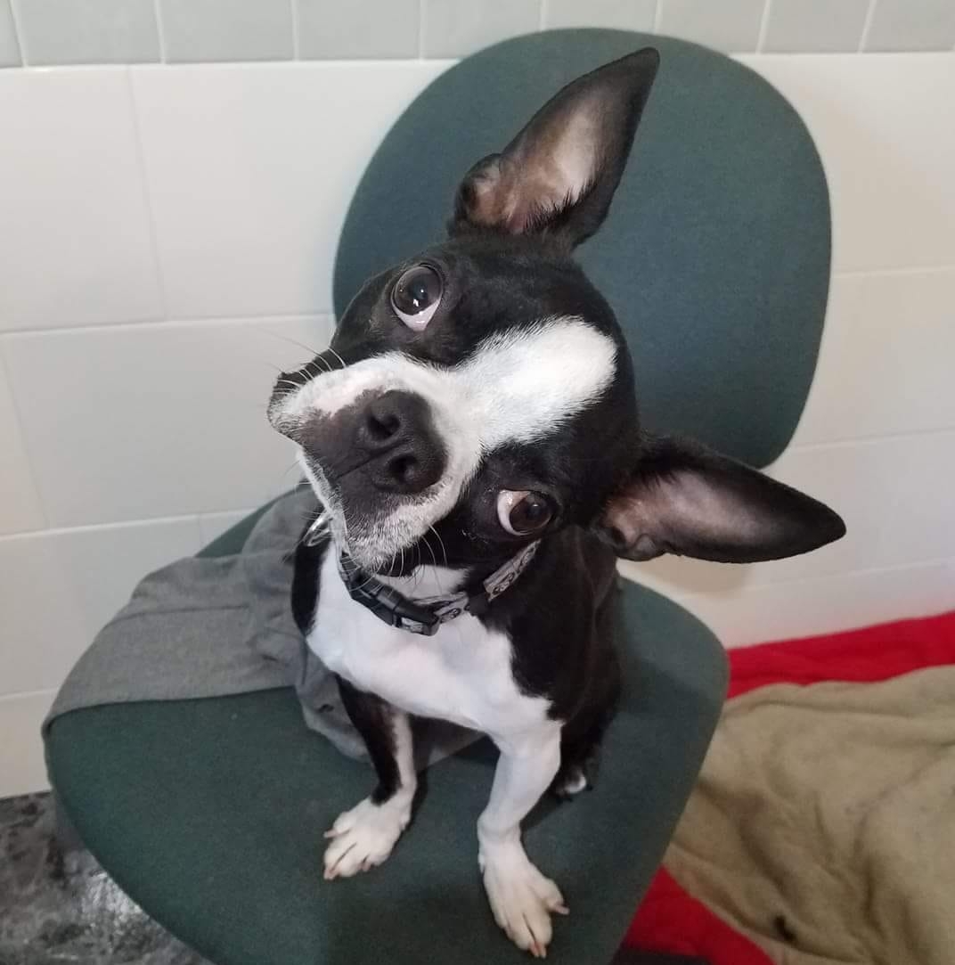 Metz Dog Grooming Isanti