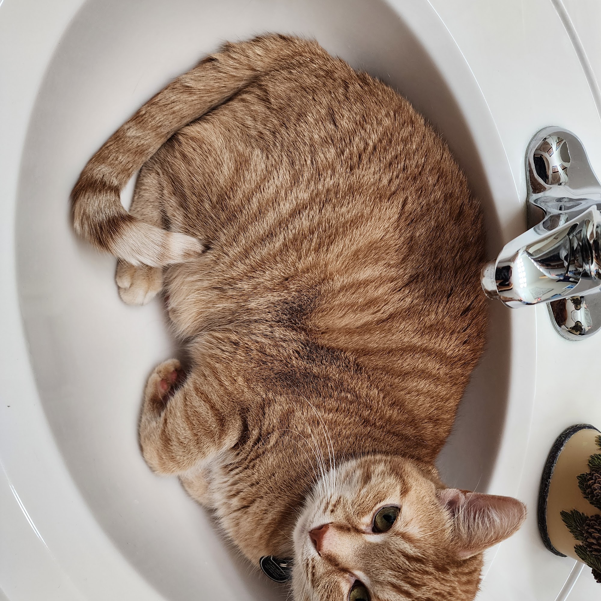 Lake Pepin Pet Clinic Lake City