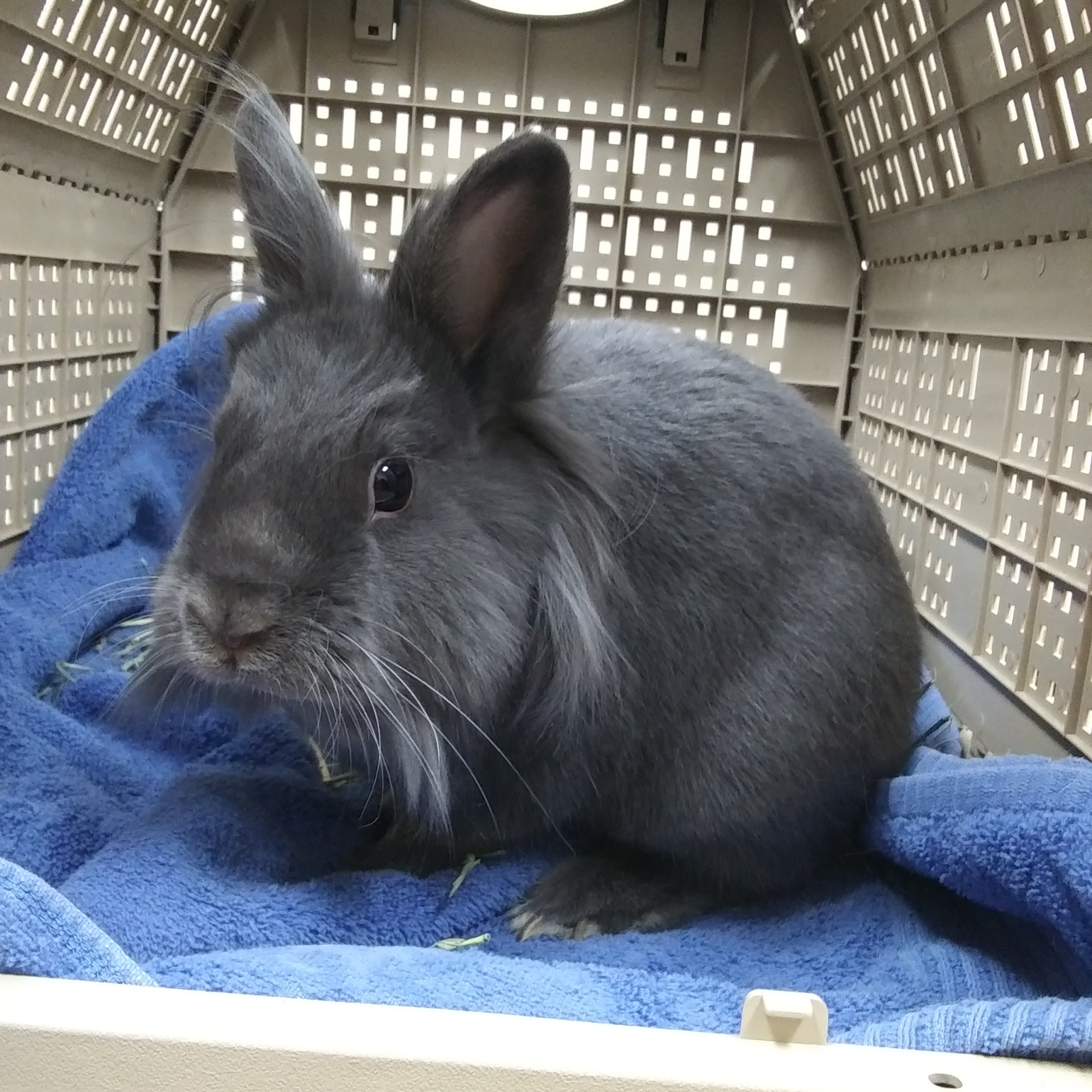 Cedar Pet Clinic Lake Elmo