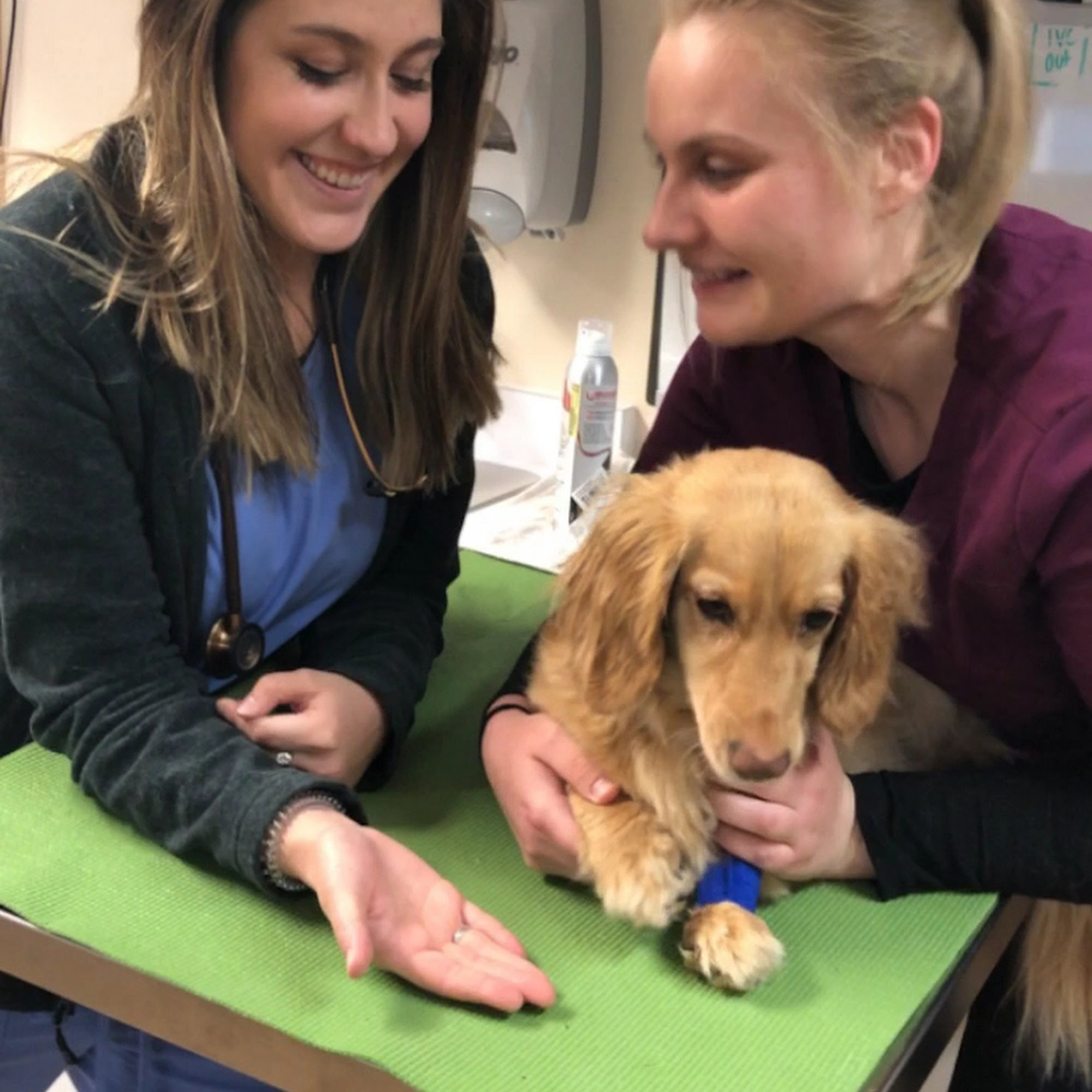 Dakota Pet Hospital Lakeville