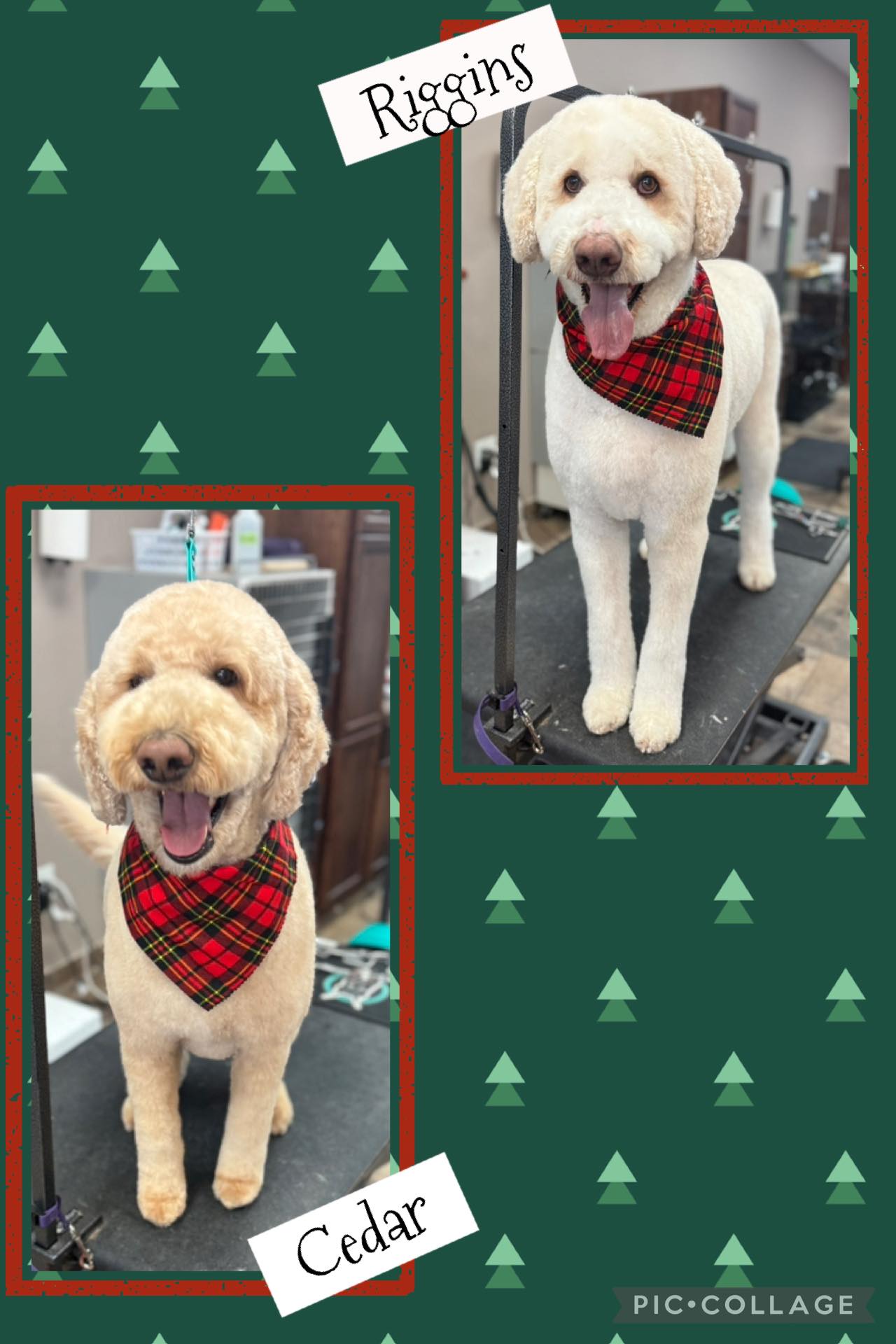 Spaw 4 Paws Pet Grooming Lakeville