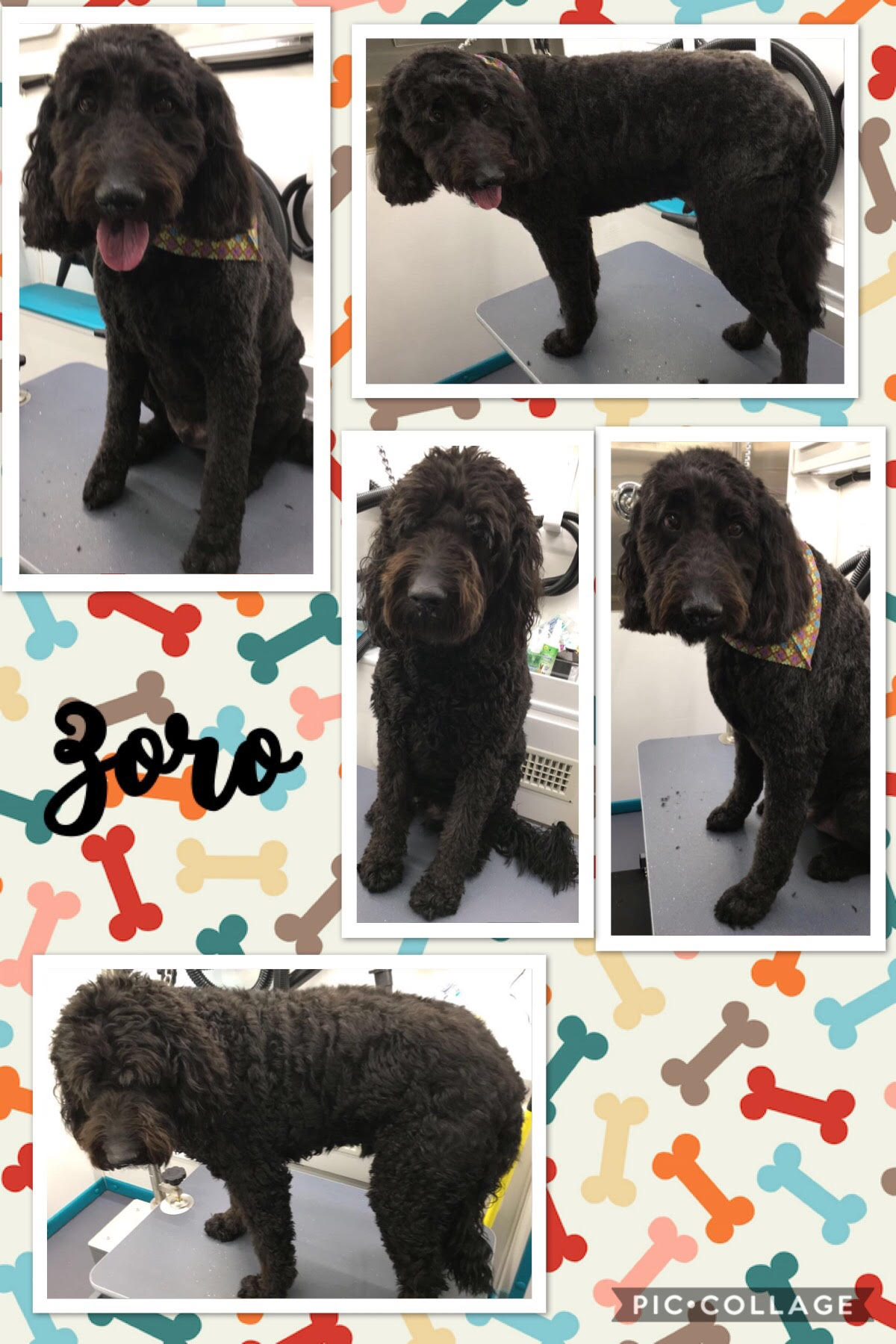 Pawfection Mobile Grooming Lakeville