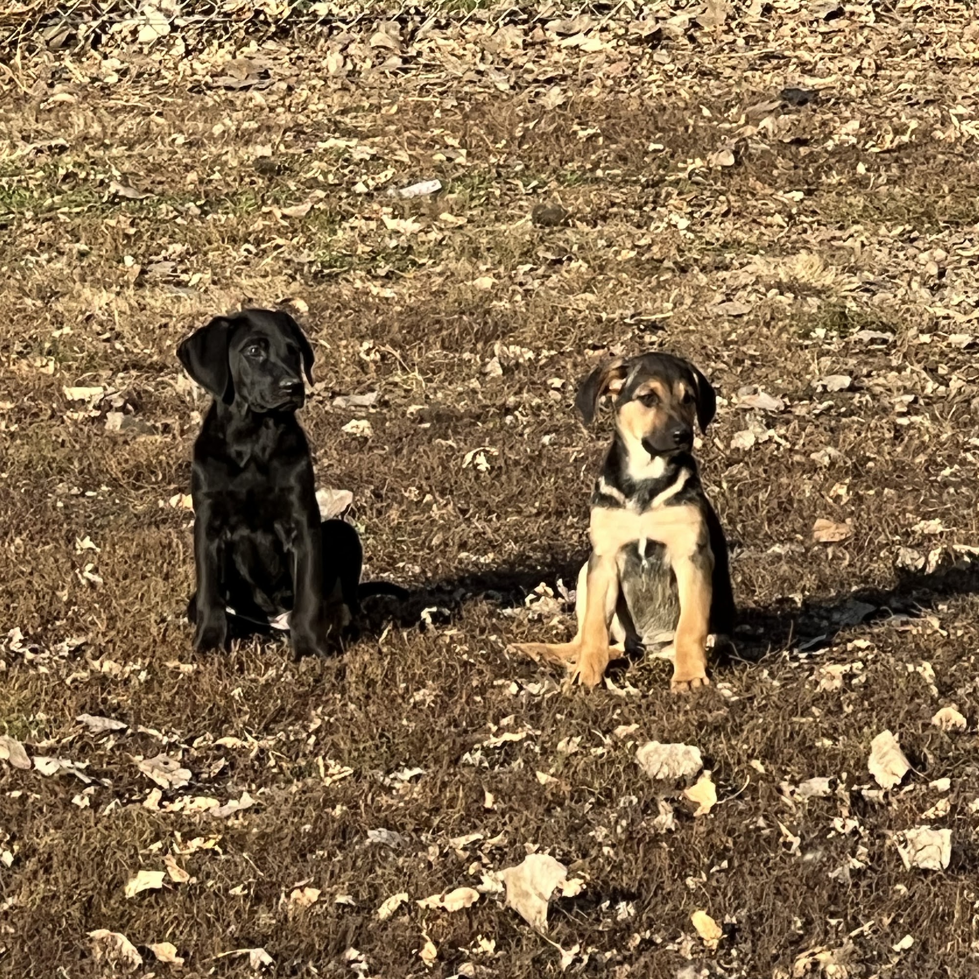 Canine Country Inn & Day Care Le Sueur