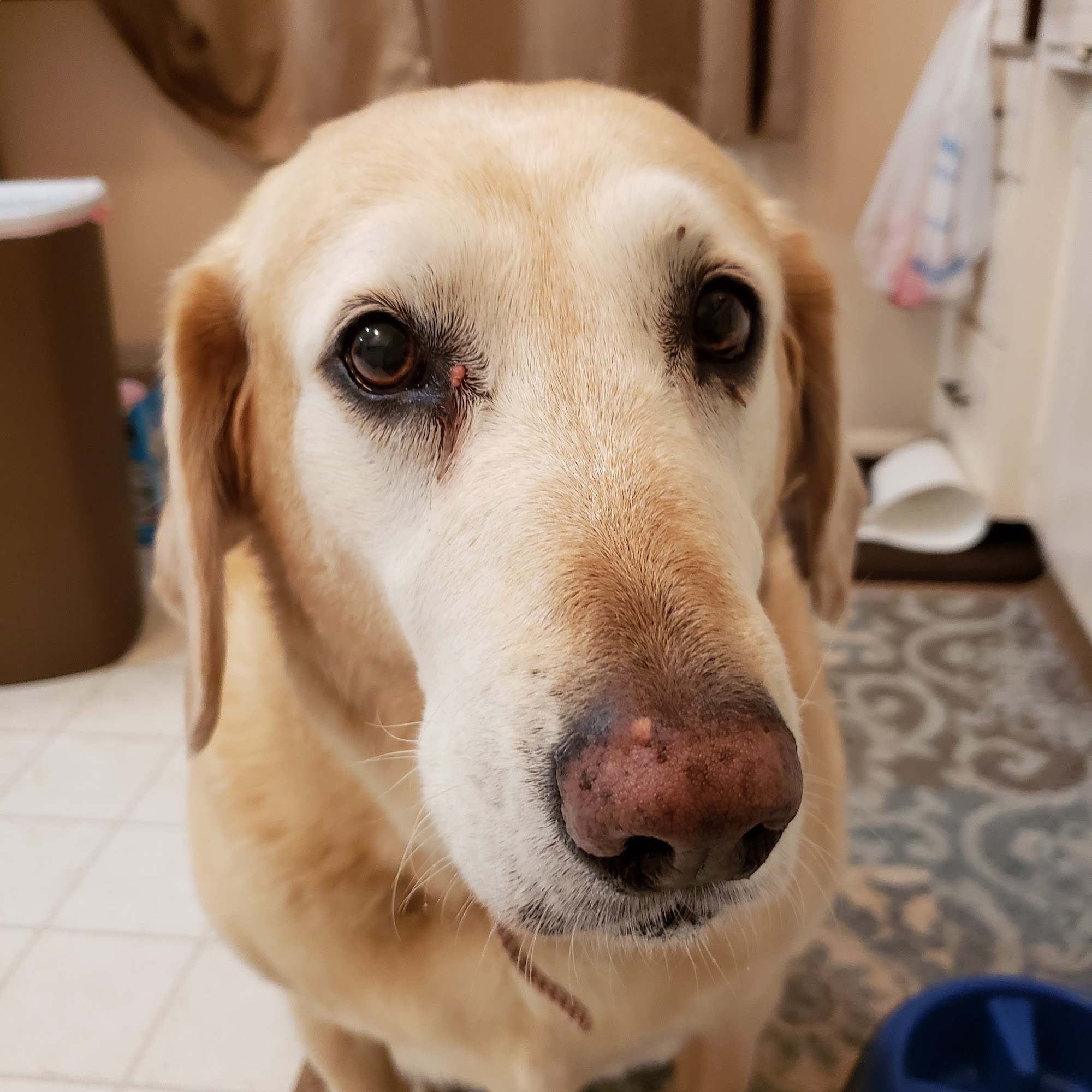 Lester Prairie Vet Clinic Lester Prairie