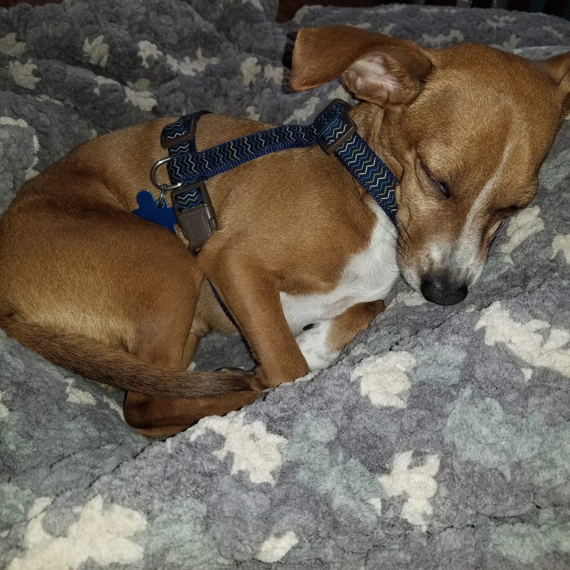 Animal Medical Center-Lindstrom Lindstrom