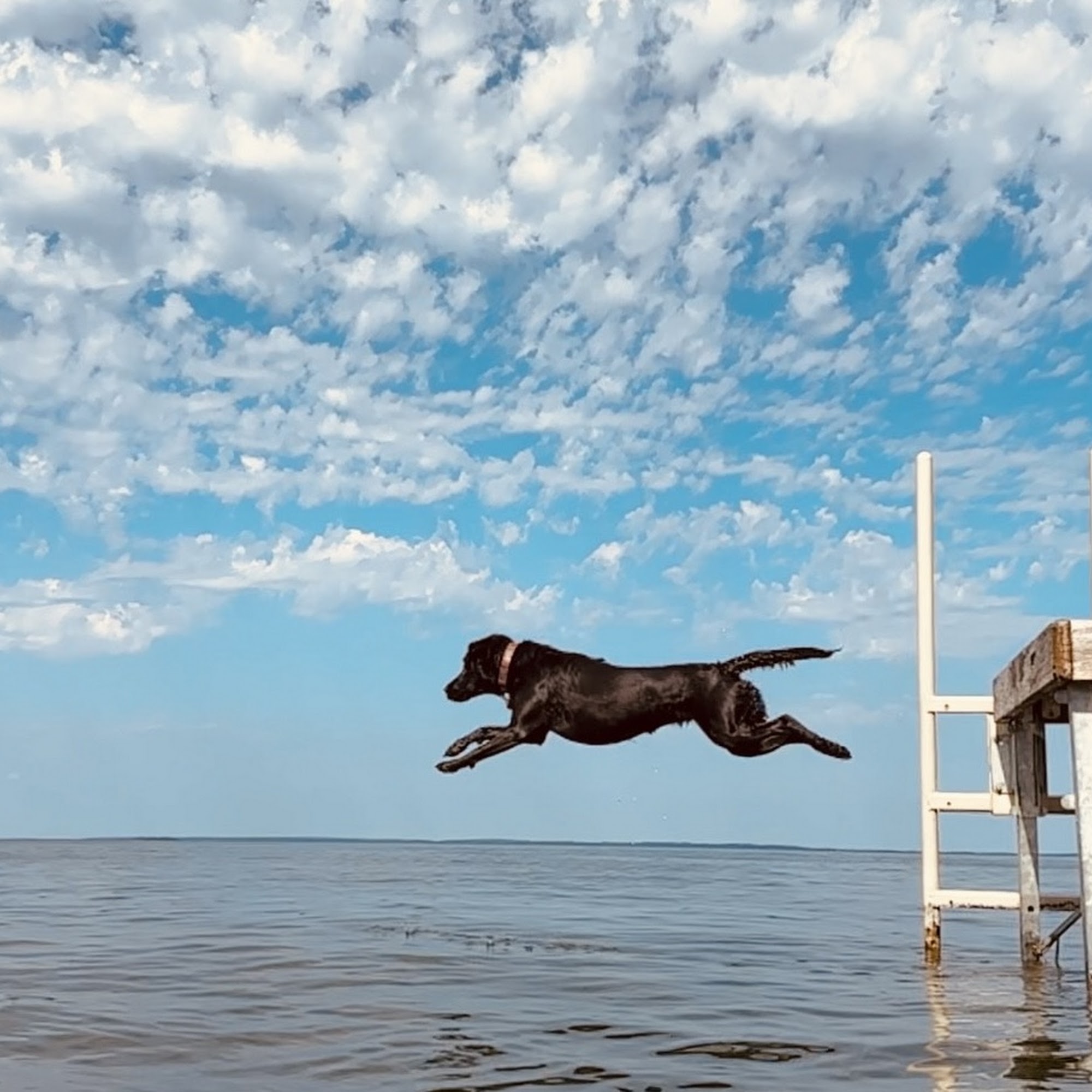 Lakes Veterinary & Surgical Center Lindstrom