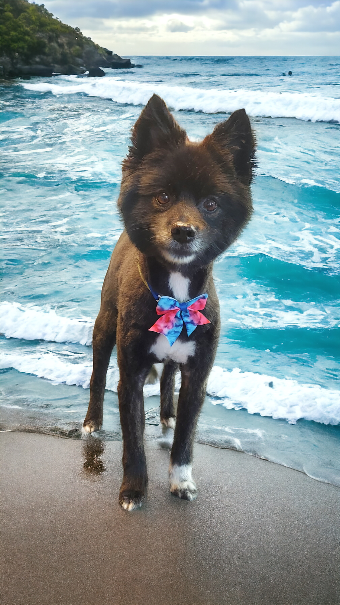 Hippie's Hounds Grooming Salon Lindstrom