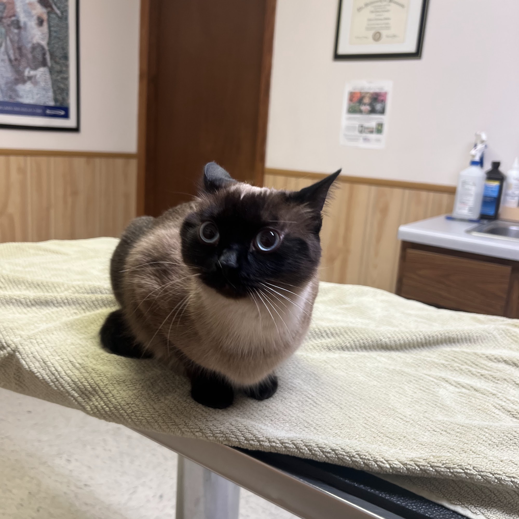 Centennial Veterinary Clinic Lino Lakes