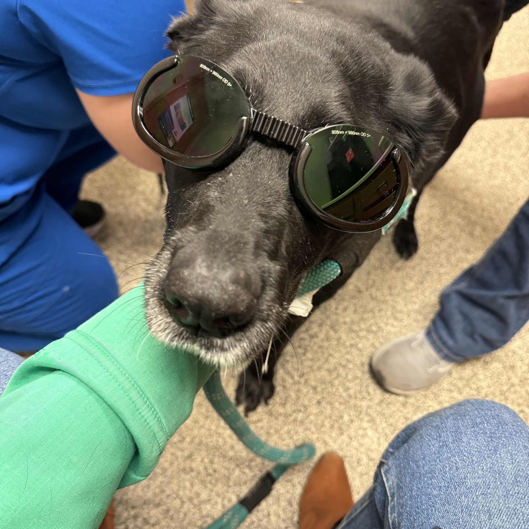 Litchfield Veterinary Clinic Litchfield