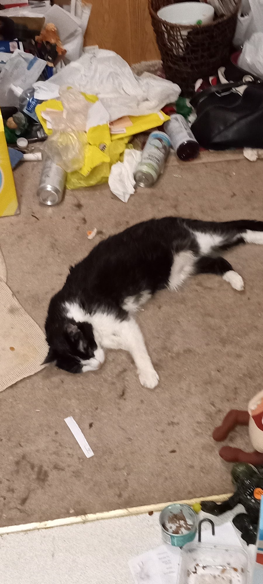 Litchfield Veterinary Clinic Litchfield