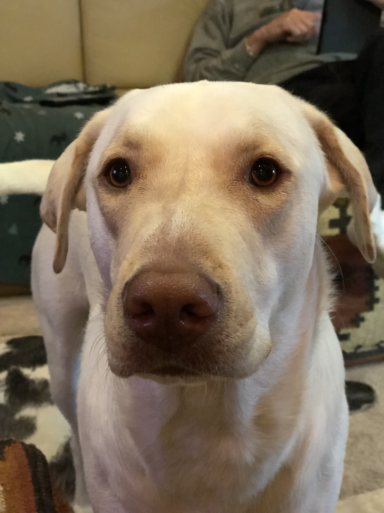 Animal Haven Little Falls