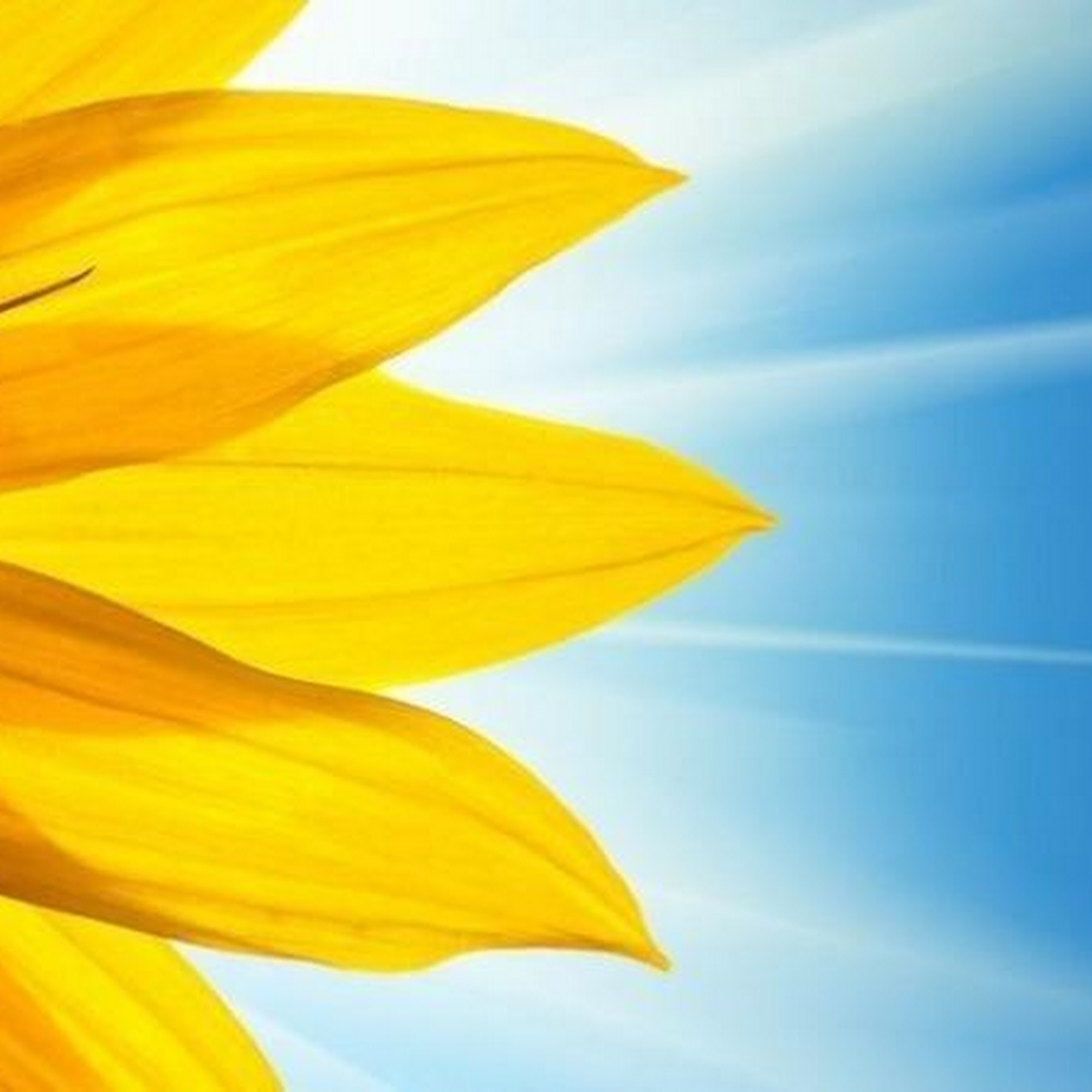 Pro Tint of MN 23053 County 38, Long Prairie Minnesota 56347