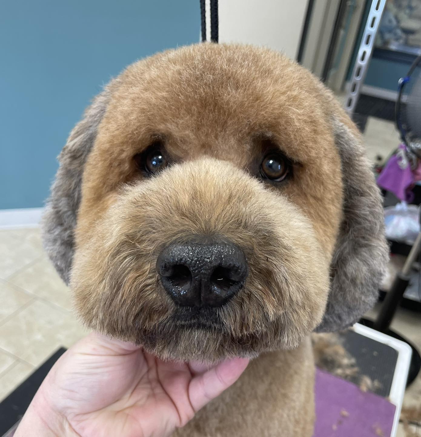 Indigo Dog Spa Mankato