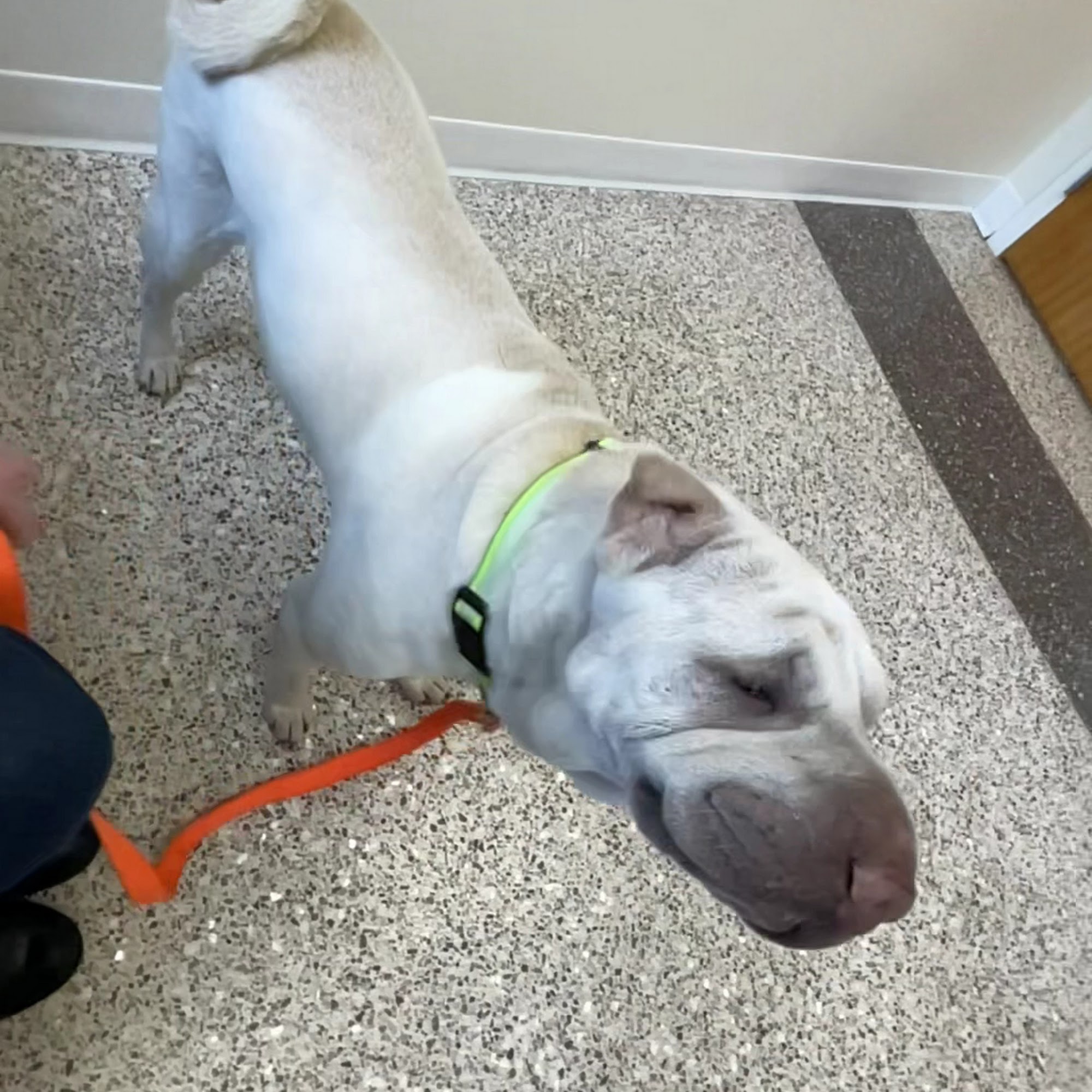 Pet Dermatology Clinic Maple Grove