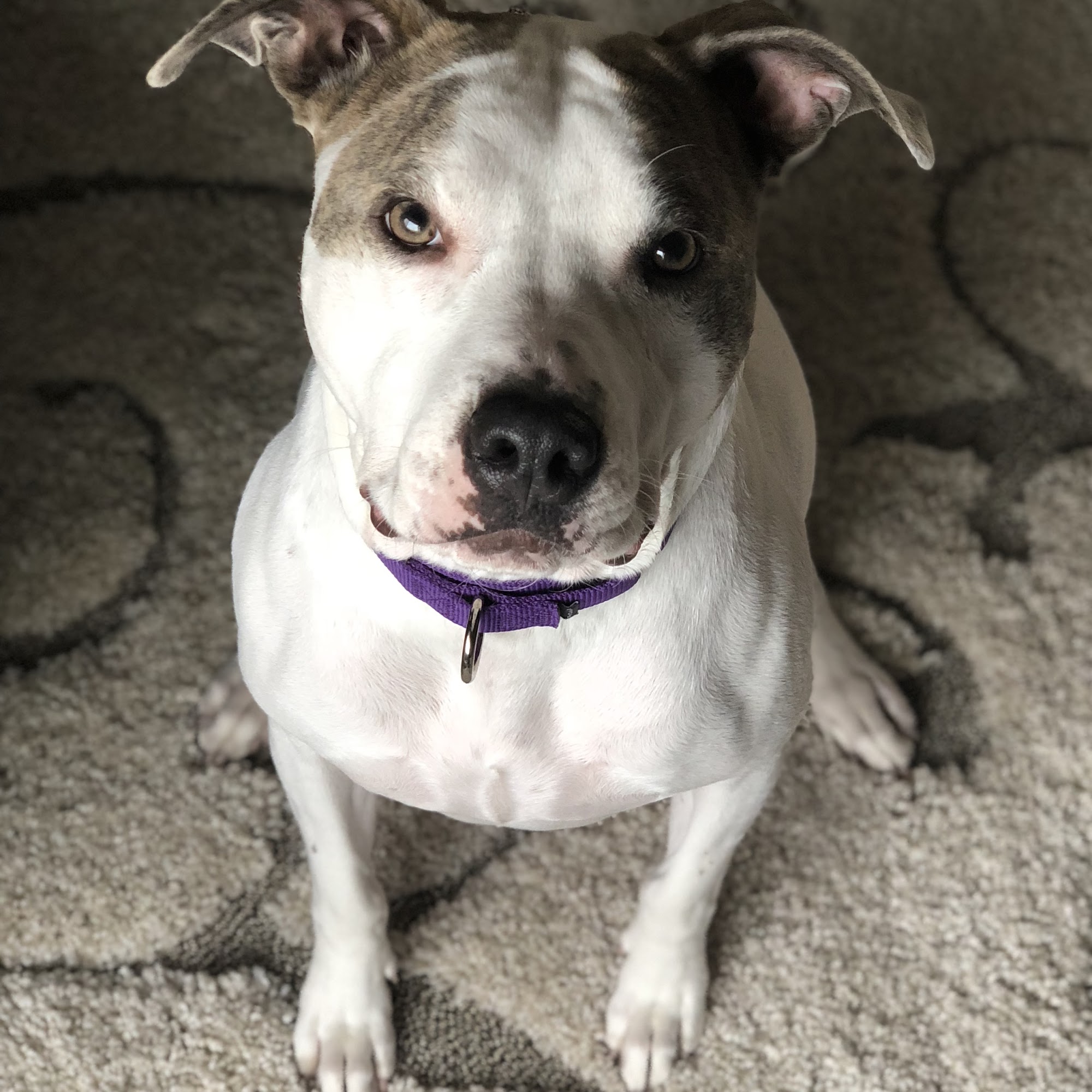 Paws & Claws Pet Hospital of Maple Grove Maple Grove