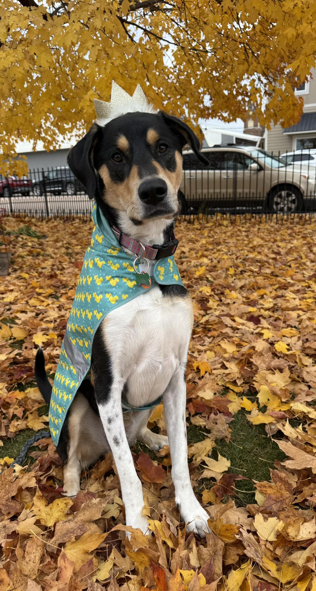 WellHaven Pet Health Maple Grove, MN Maple Grove