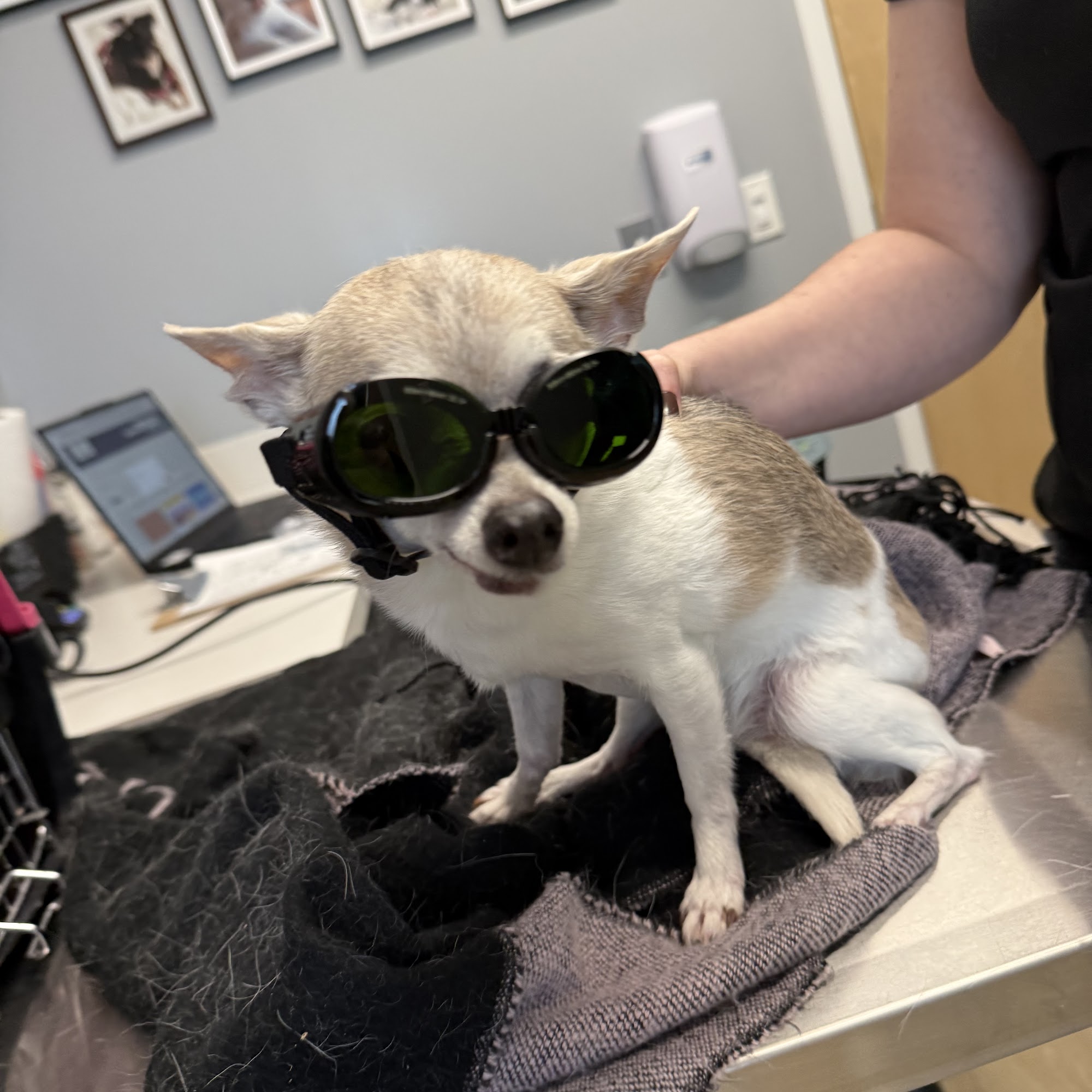 WellHaven Pet Health Maple Grove, MN Maple Grove