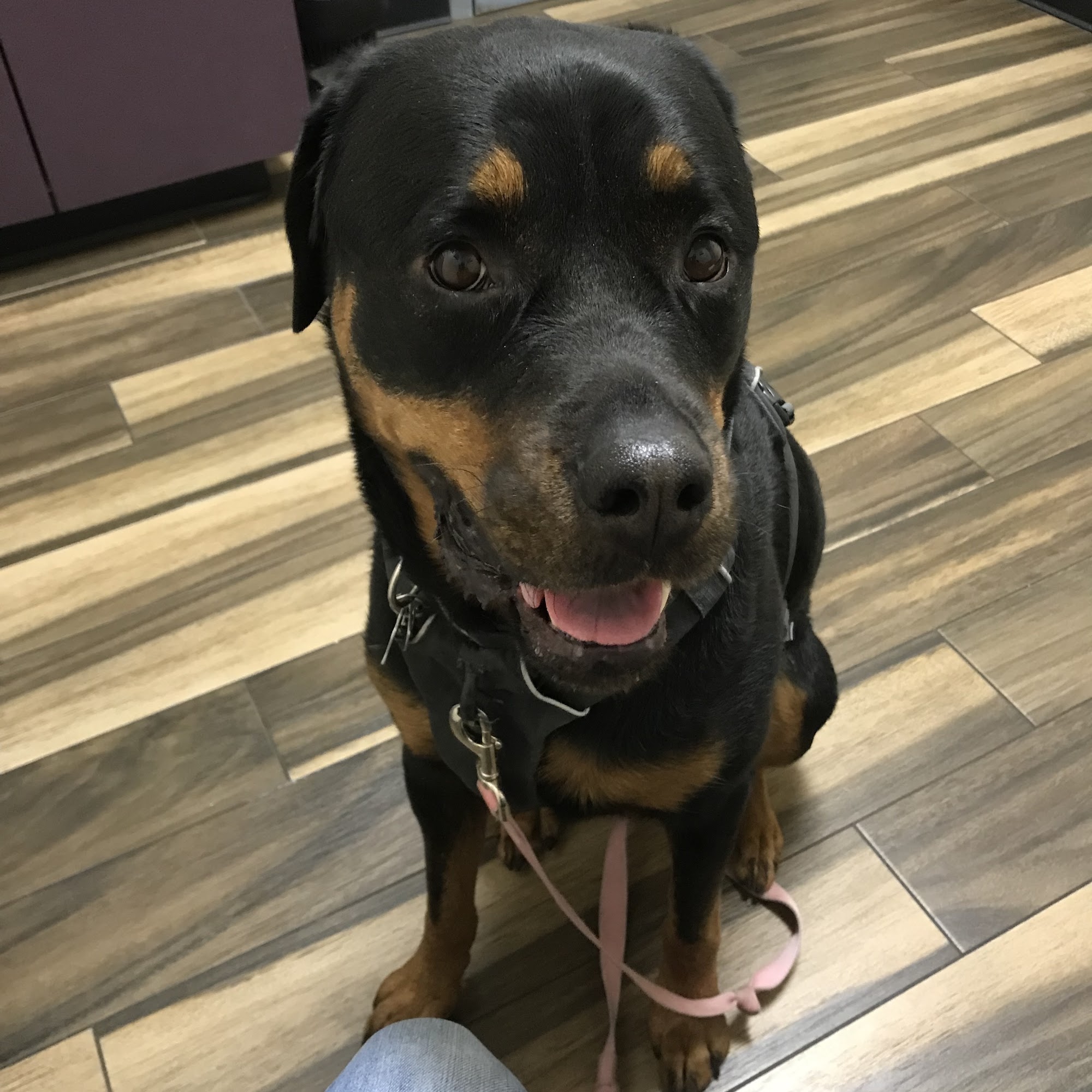 Maplebrook Pet Care Center Maplewood