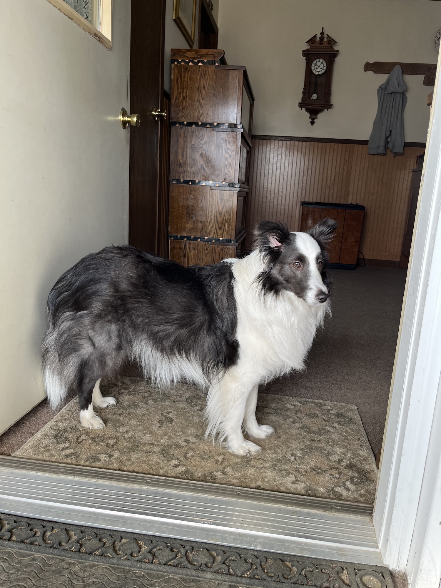 Turnock's Shelties McGregor