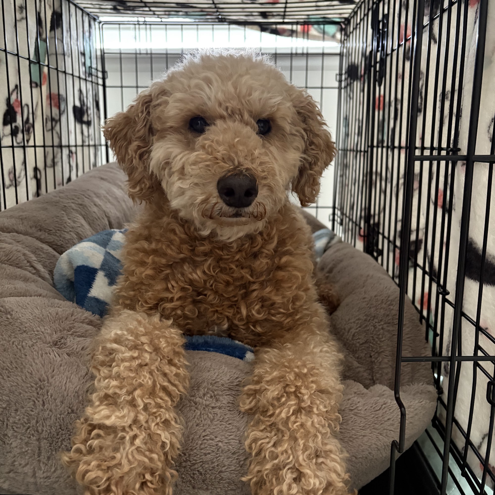 Fur Baby Barn Medina