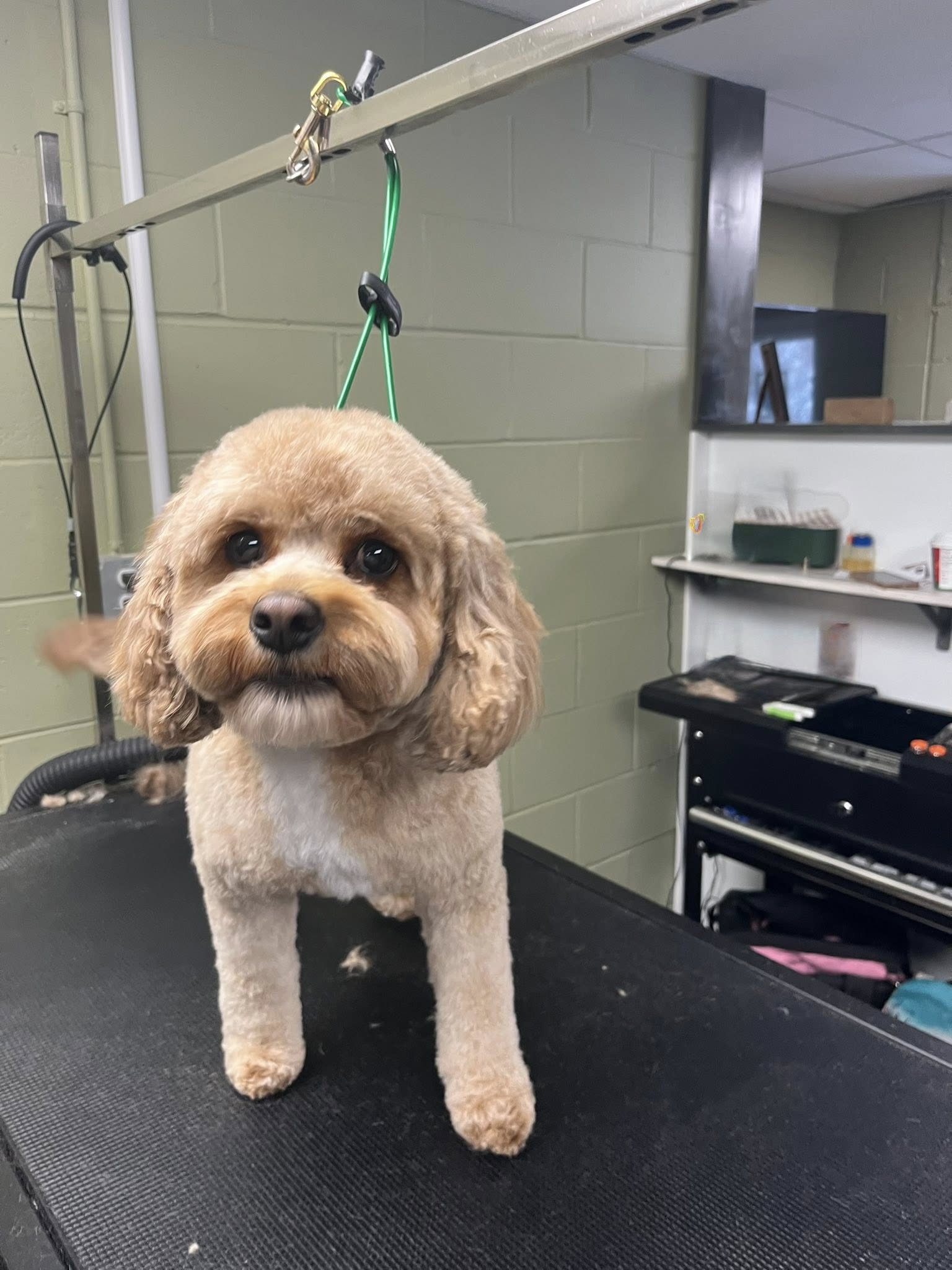 Fur Baby Barn Medina